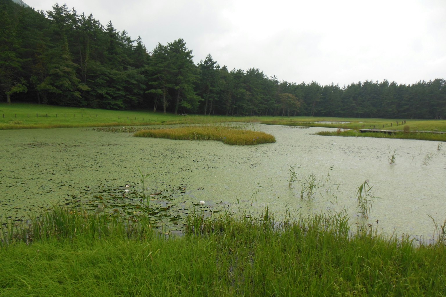 Vue pittoresque d'un étang recouvert de plantes aquatiques entouré d'herbe verte
