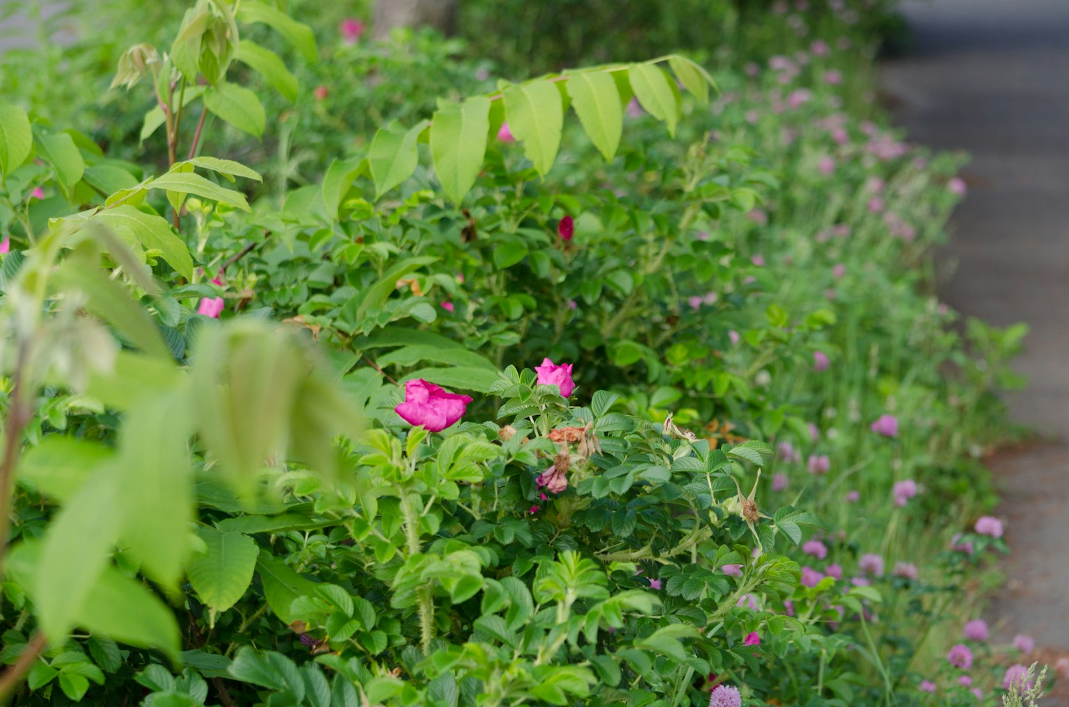 Vegetación exuberante con flores rosas en un paisaje de jardín