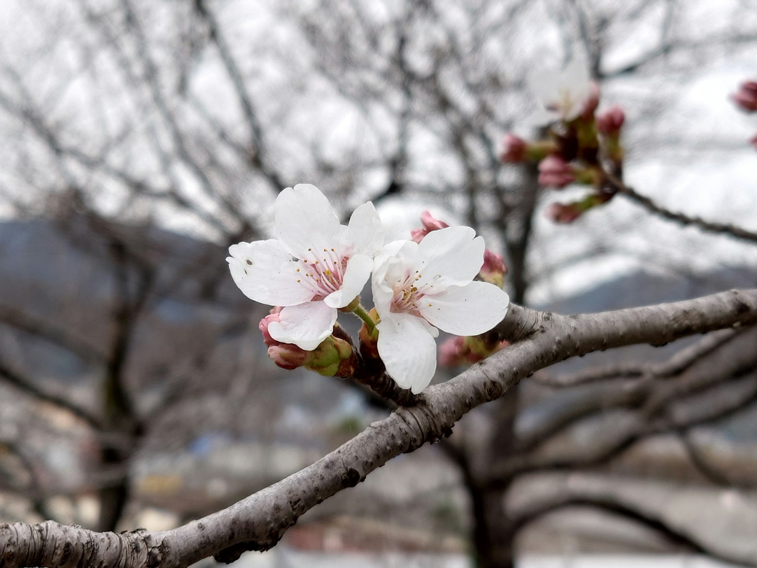 Close-up of cherry blossoms blooming on a branch