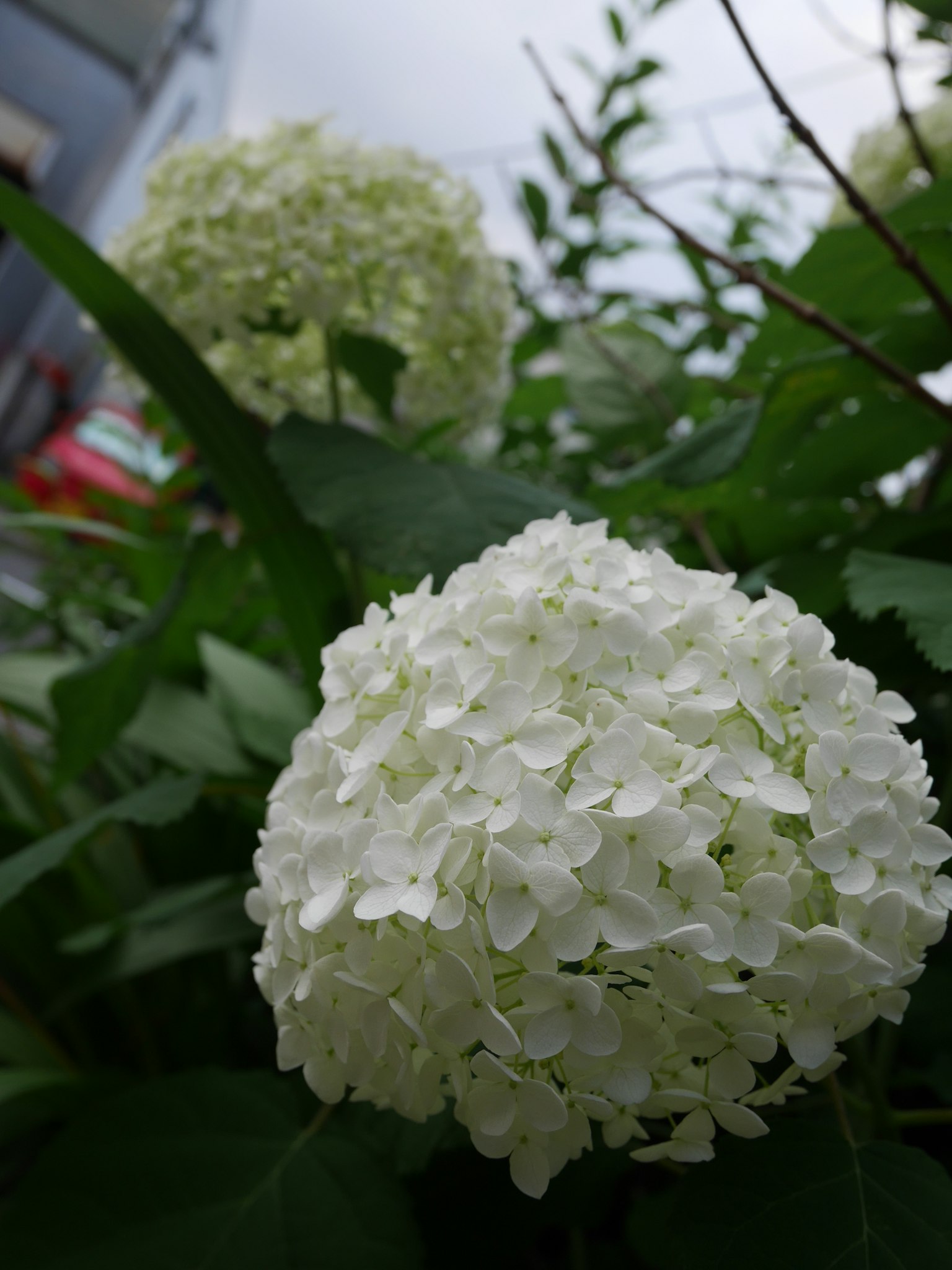 白色绣球花在绿色叶子中可见