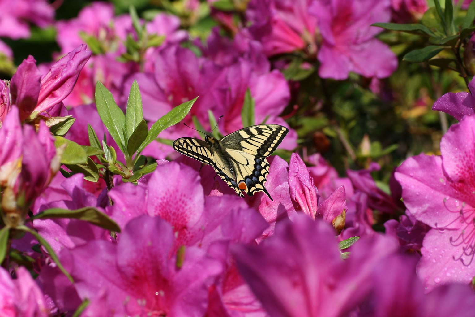 Un papillon jaune et noir parmi des fleurs roses vives