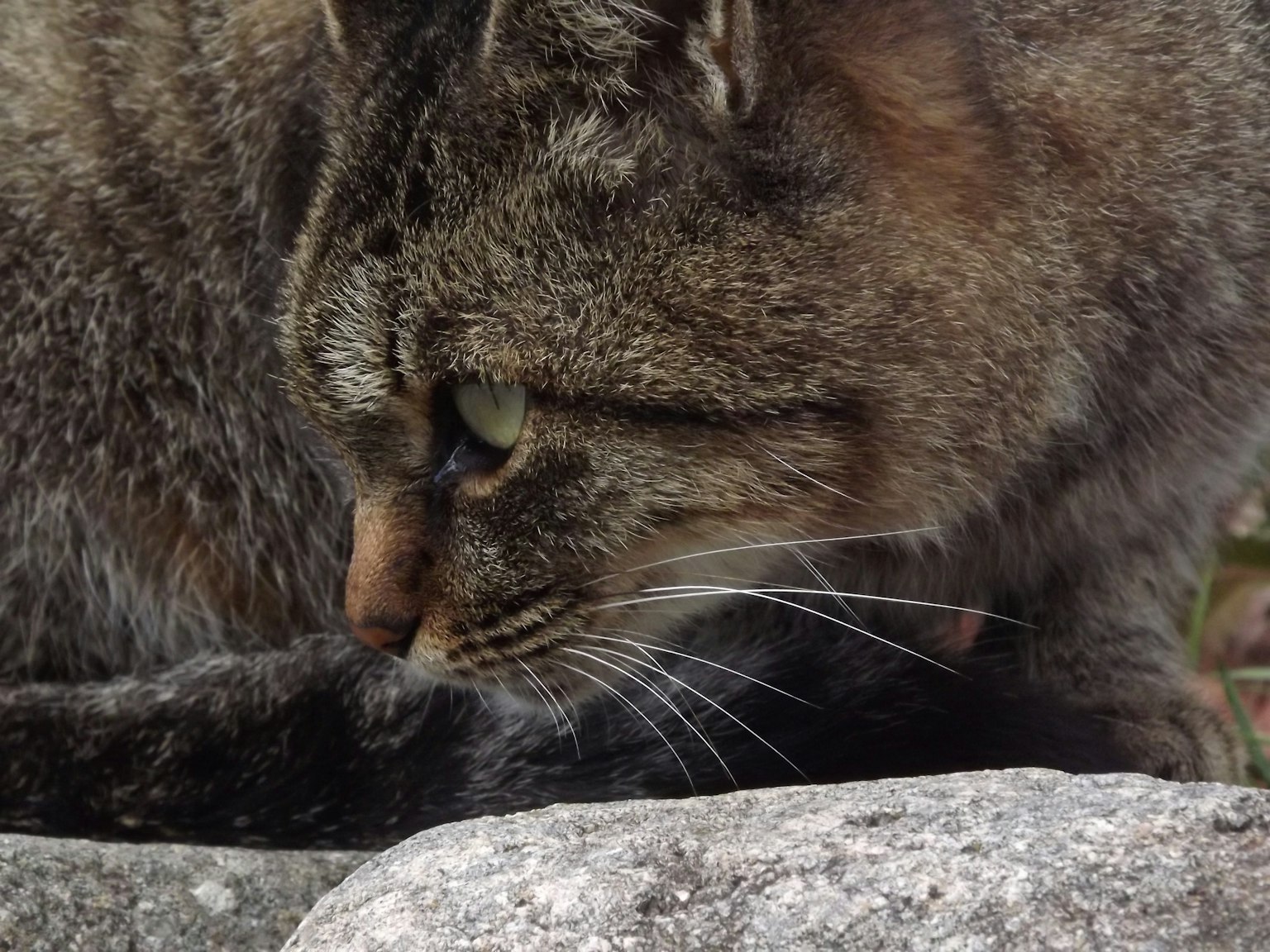 Nahaufnahme eines Katzenkopfes mit scharfen Augen und langen Schnurrhaaren, die auf einem Stein sitzt
