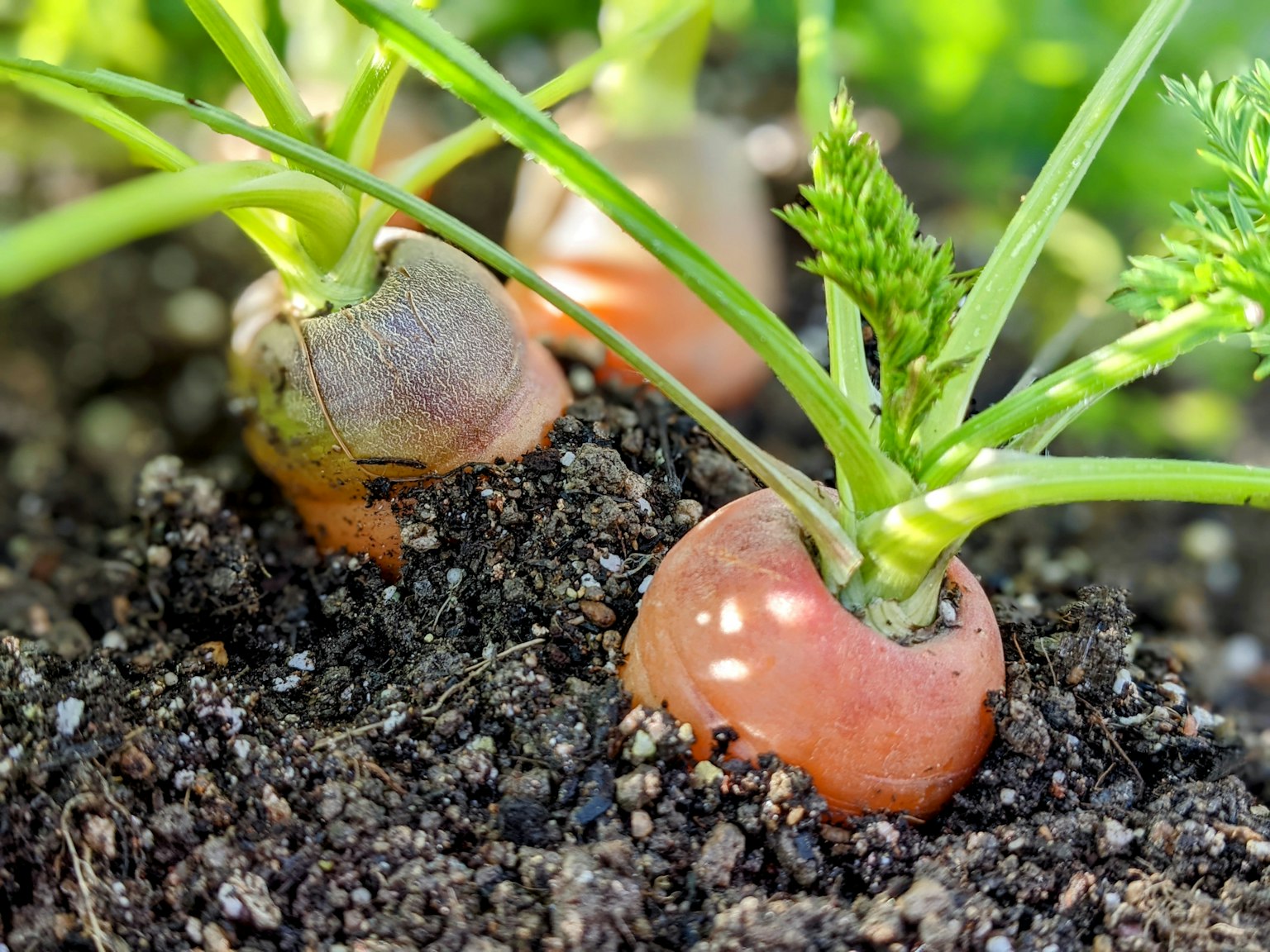 Young carrots peeking out from the soil