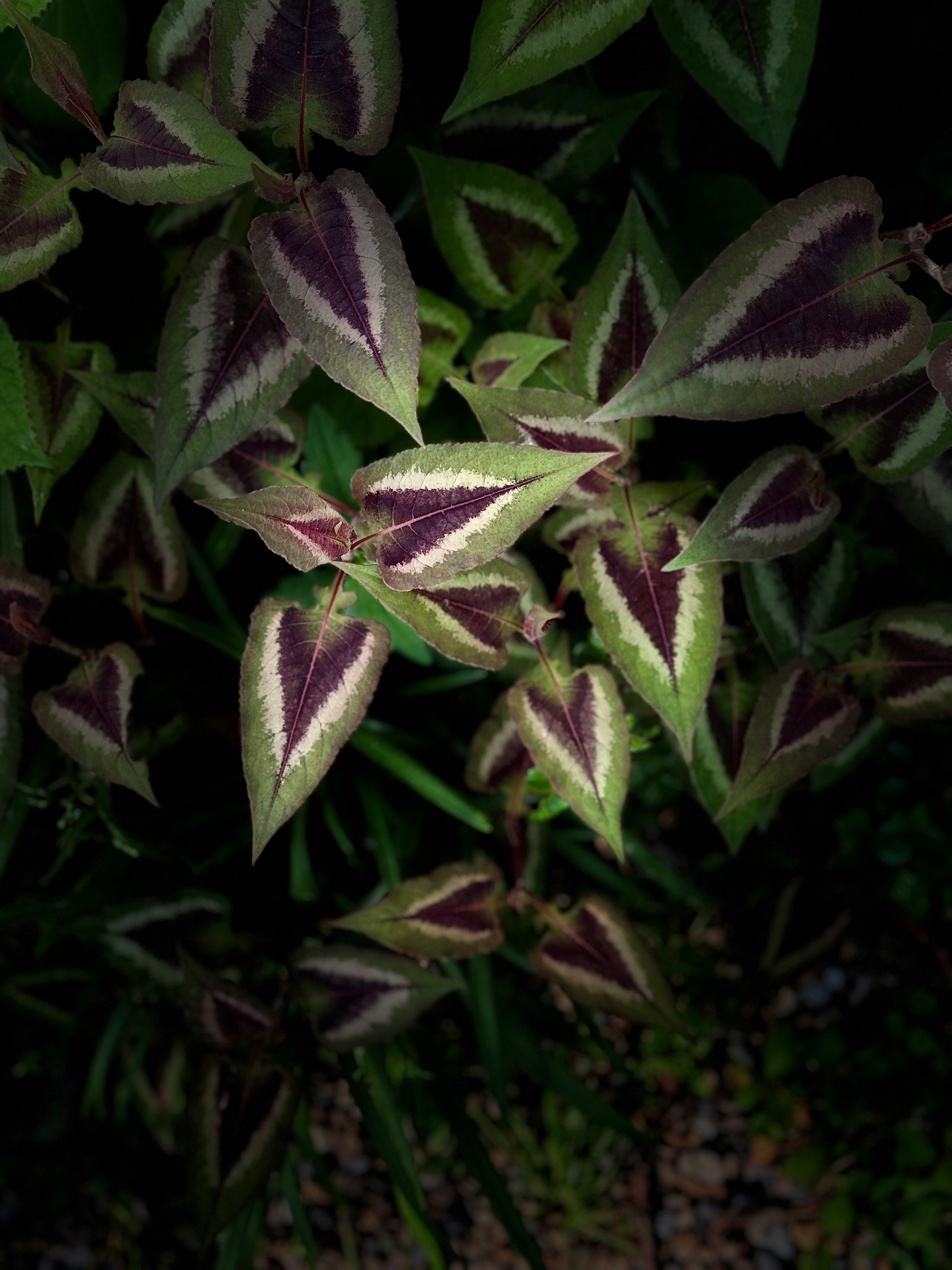 紫の縁取りがある観葉植物の葉のクローズアップ