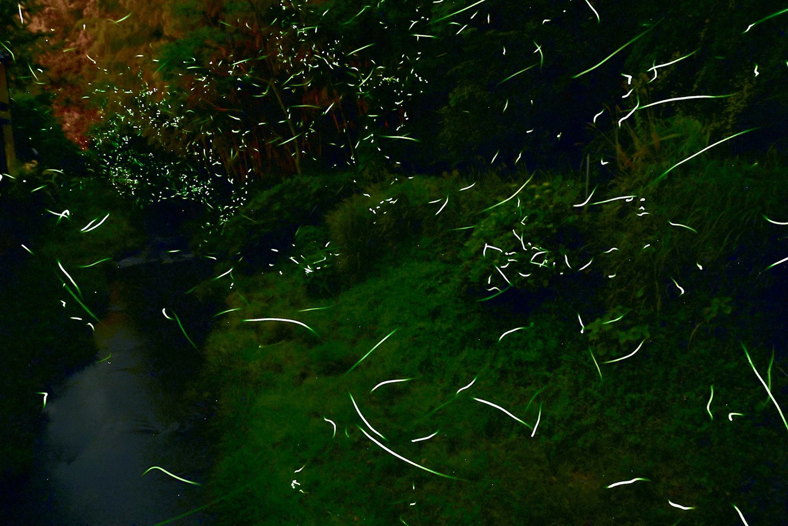 Scène de pétales blancs dansant au bord d'une rivière avec de l'herbe verte luxuriante