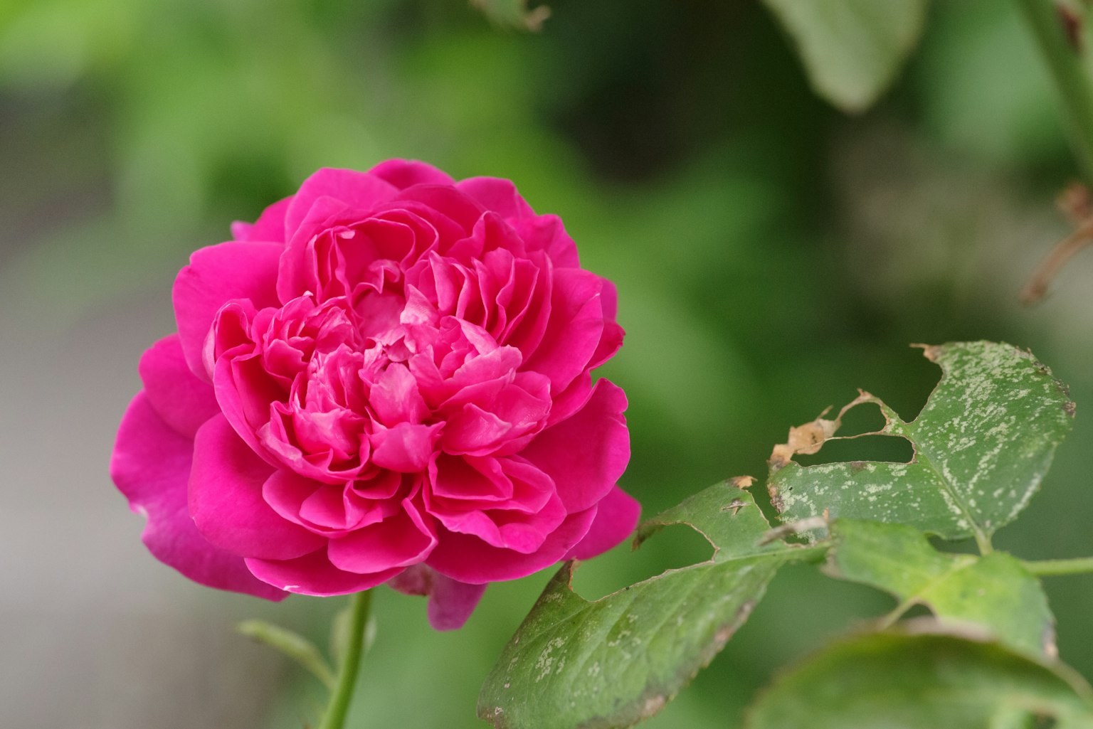 Una rosa rosa vibrante circondata da foglie verdi