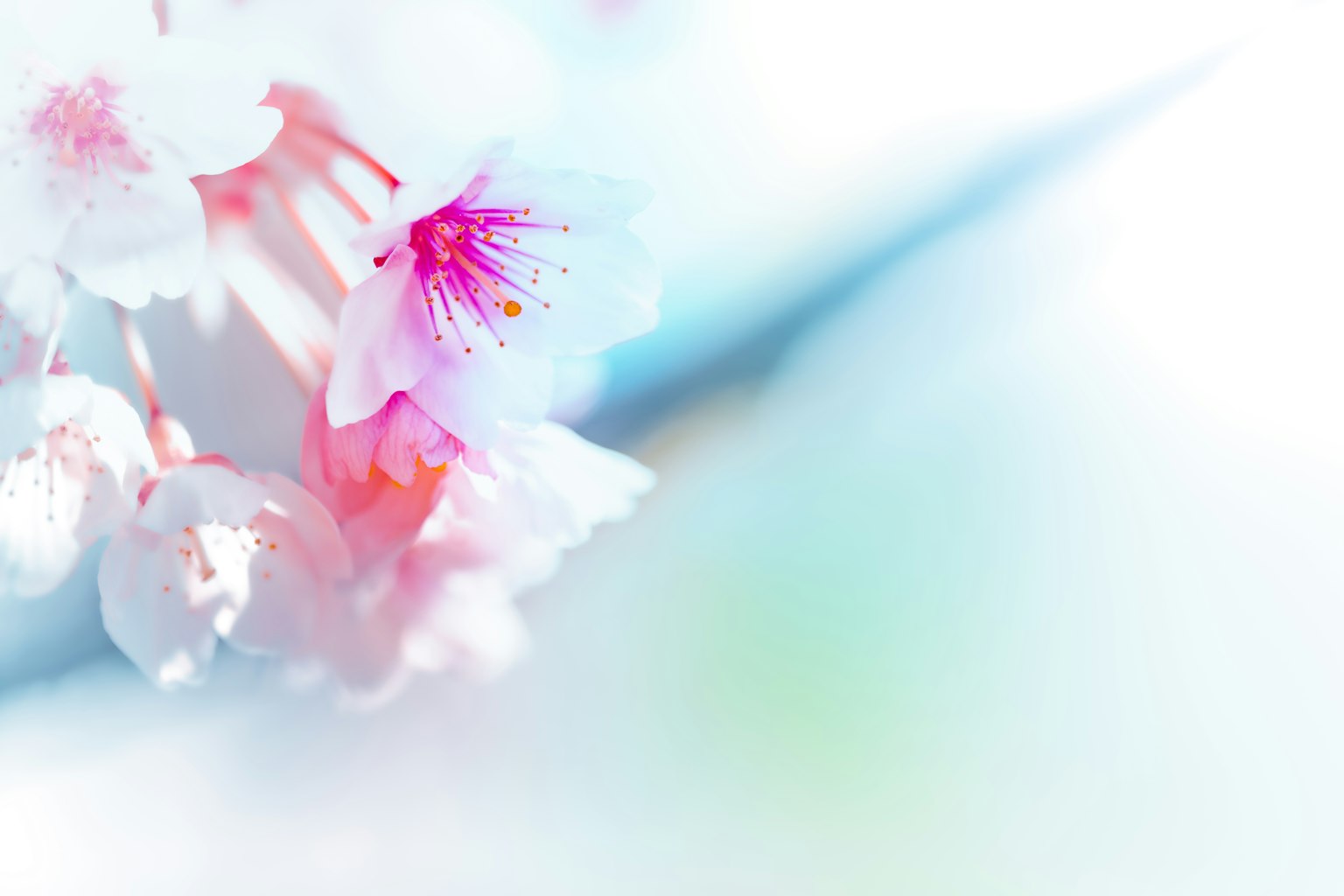 Nahaufnahme von Kirschblüten mit sanften Farben