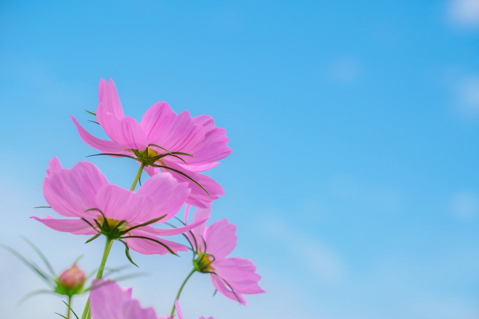 Hoa cosmos hồng nở dưới bầu trời xanh