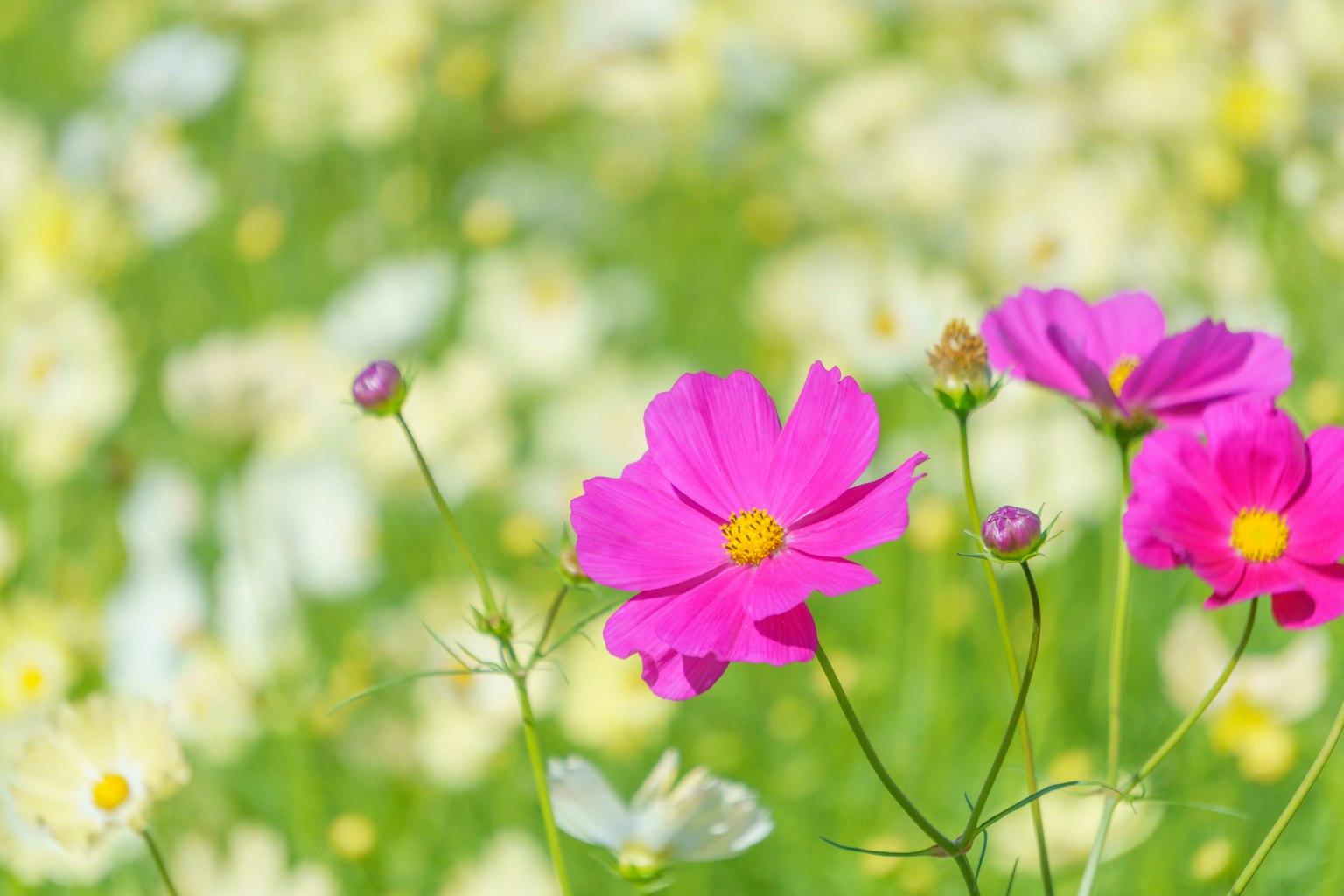 Una escena primaveral vibrante con flores de cosmos rosas y un fondo de flores blancas