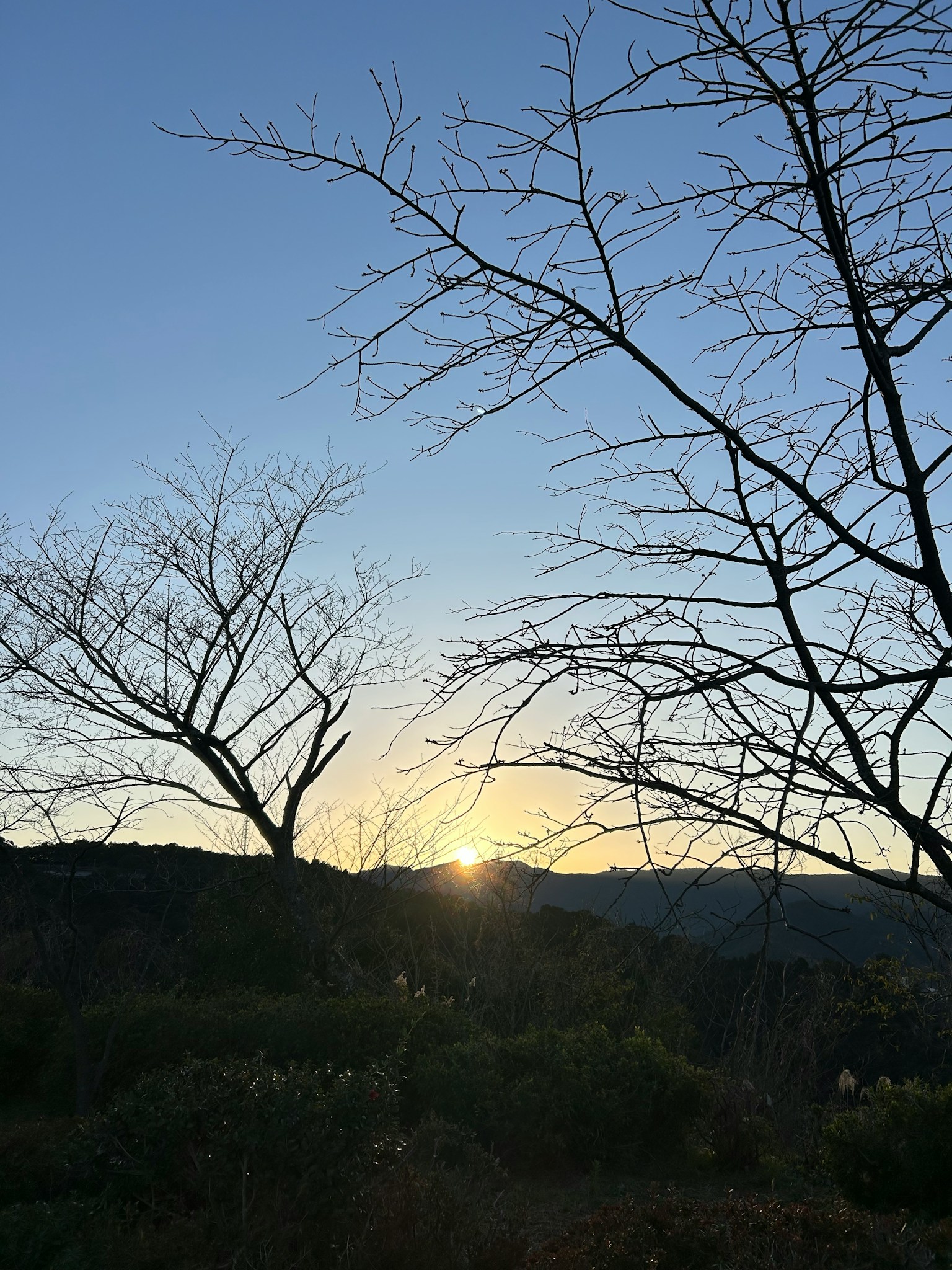 Silhouette di alberi spogli contro un cielo al tramonto