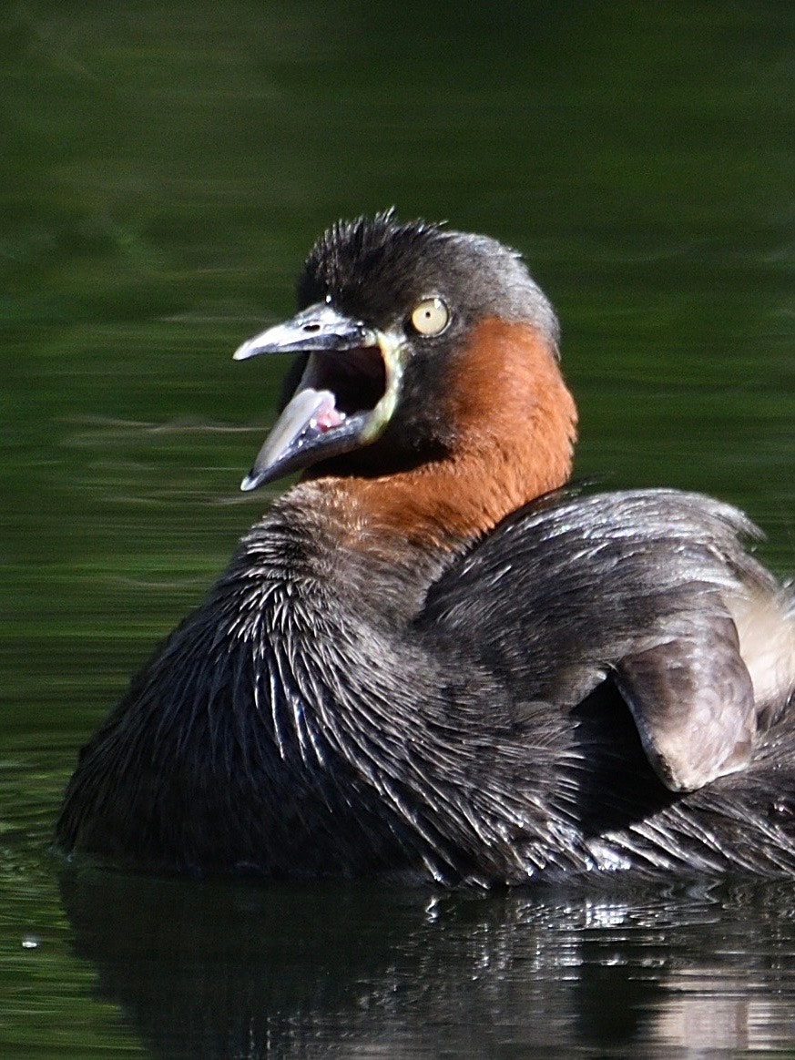 水面に浮かぶカモのような鳥のアップ画像