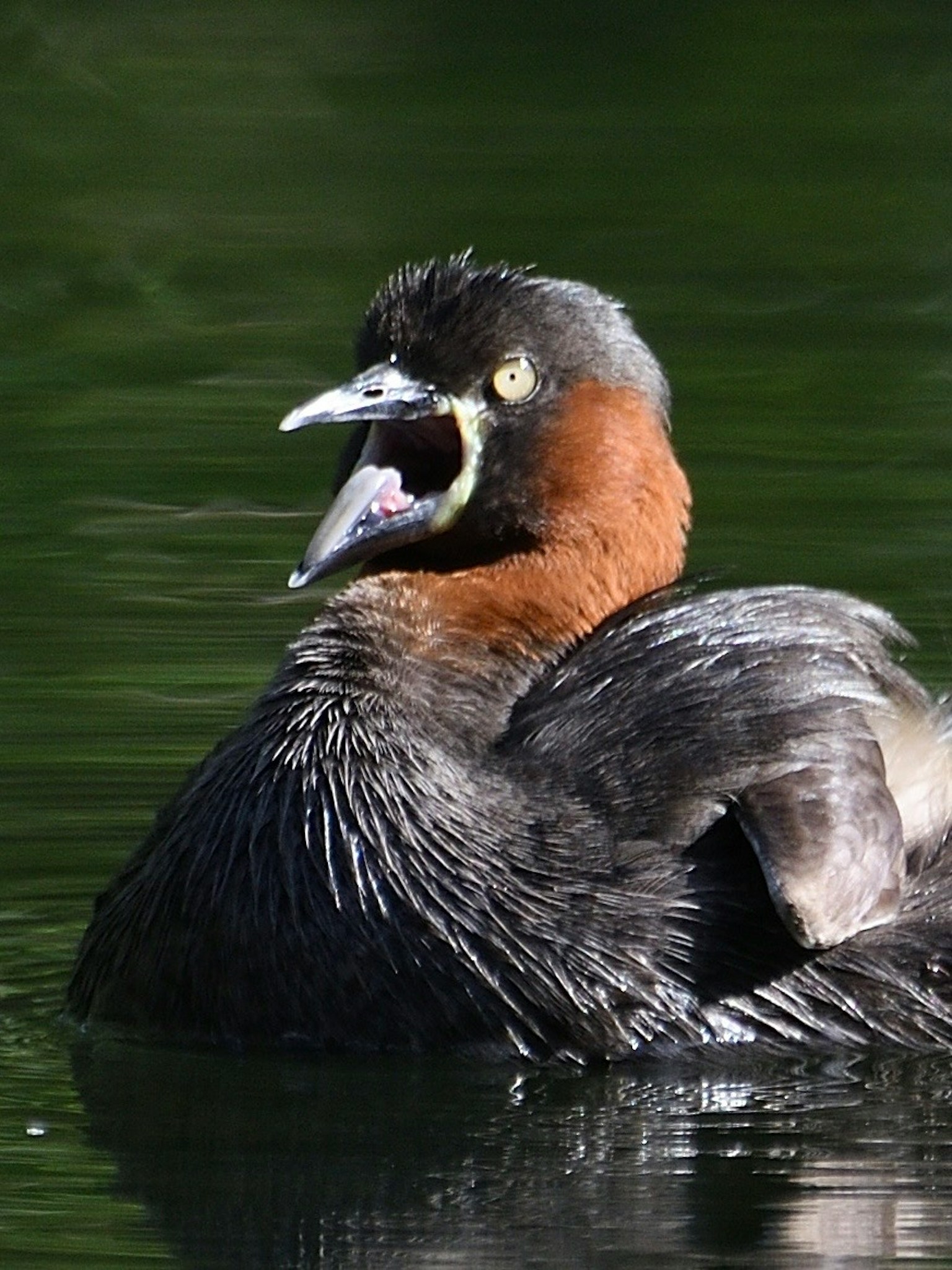 Un zampullín flotando en el agua con una cabeza marrón vibrante y un cuerpo oscuro mostrando sus alas