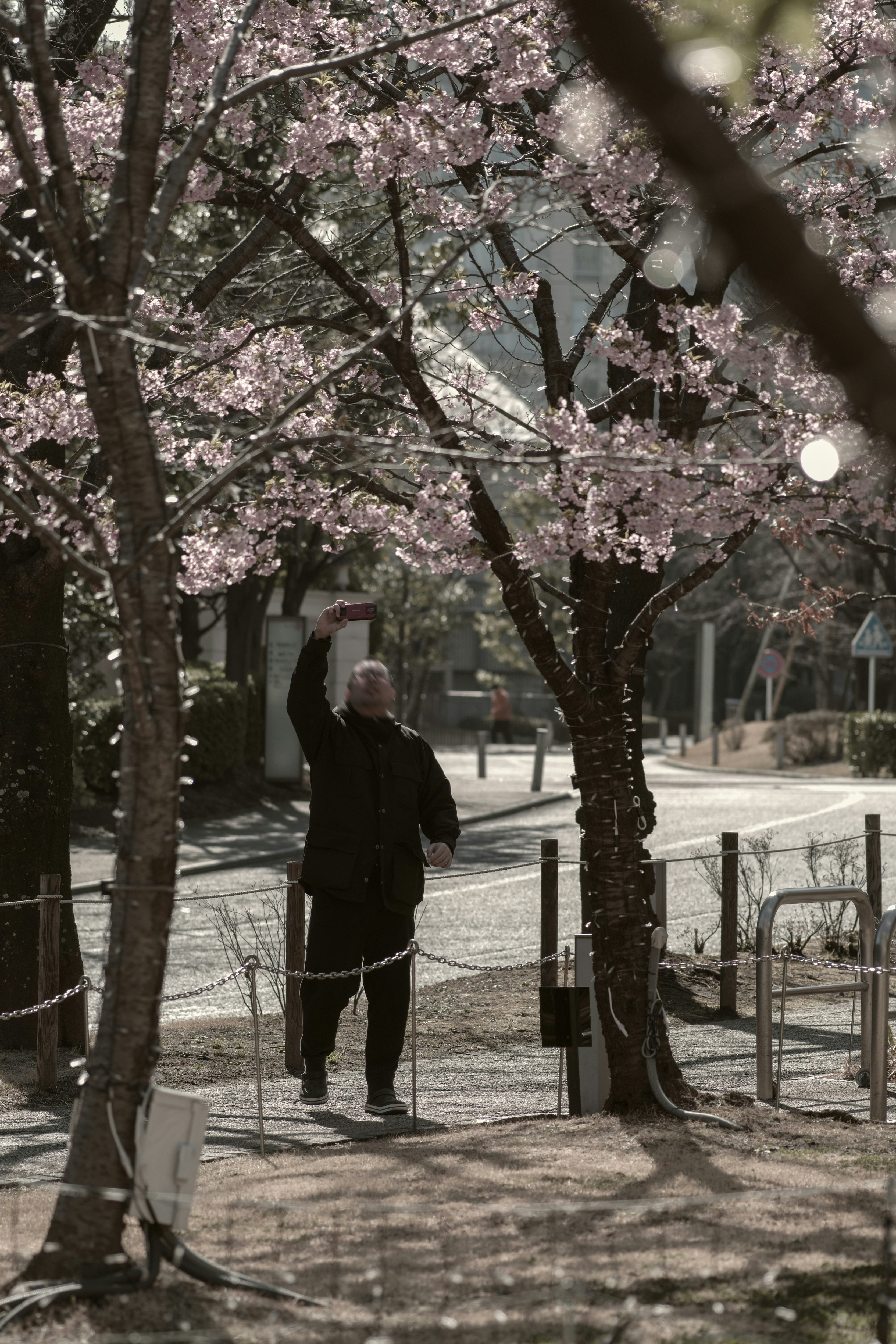 桜並木の遊歩道でスマホ撮影する街景色