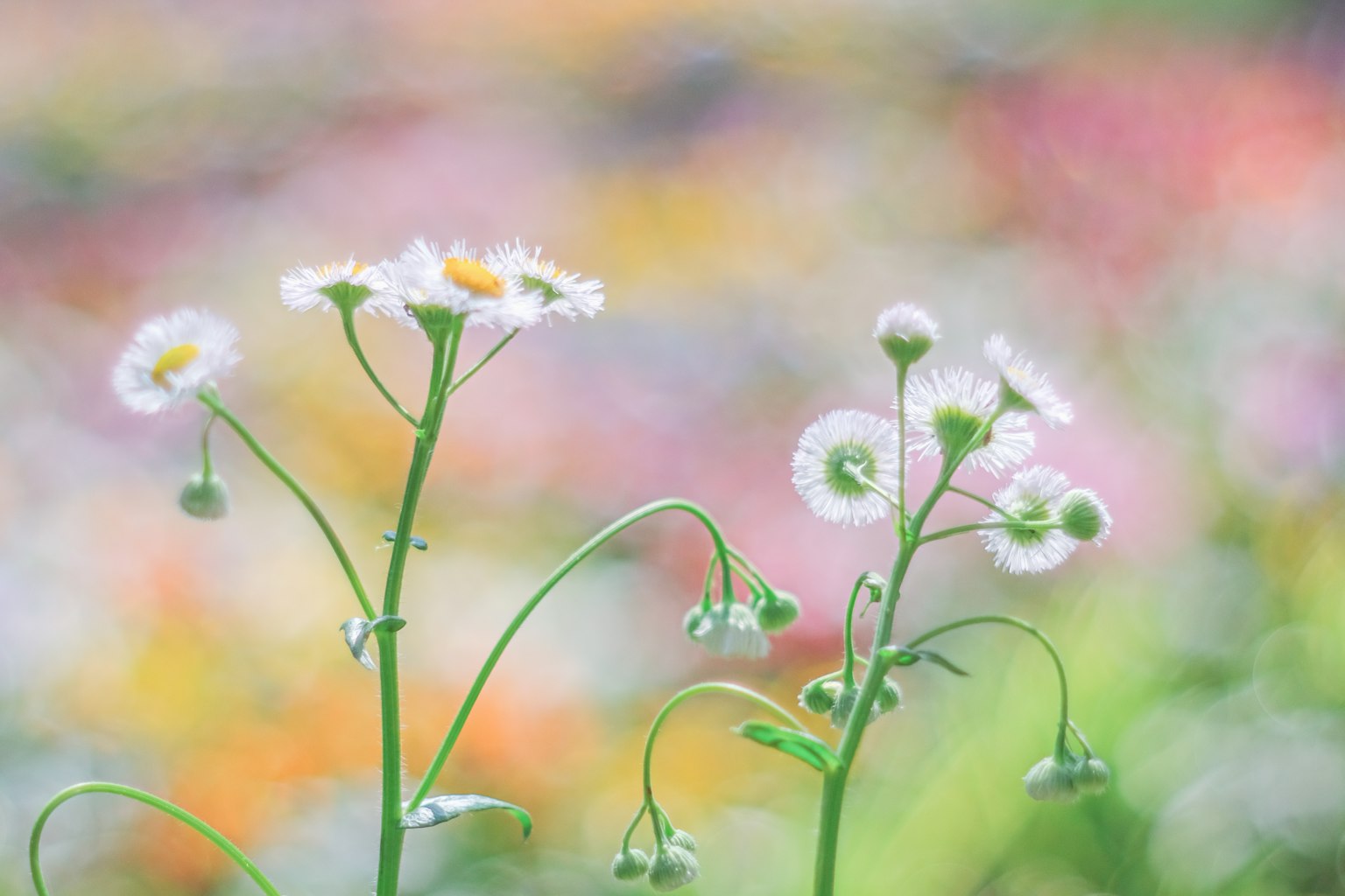 Sanfte Blumen blühen vor einem verschwommenen bunten Hintergrund