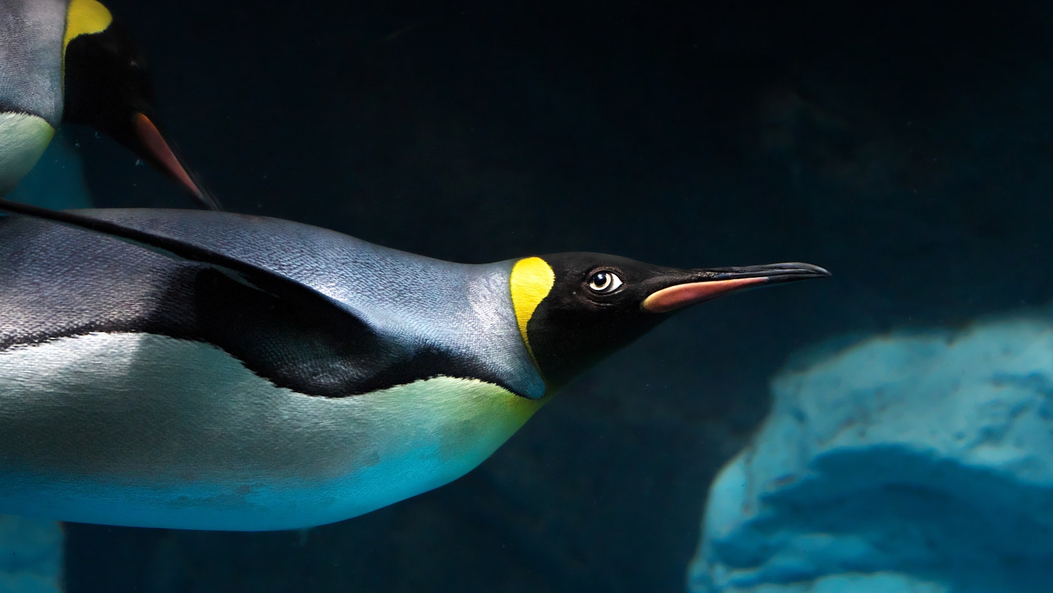 Pinguino imperatore che nuota sott'acqua