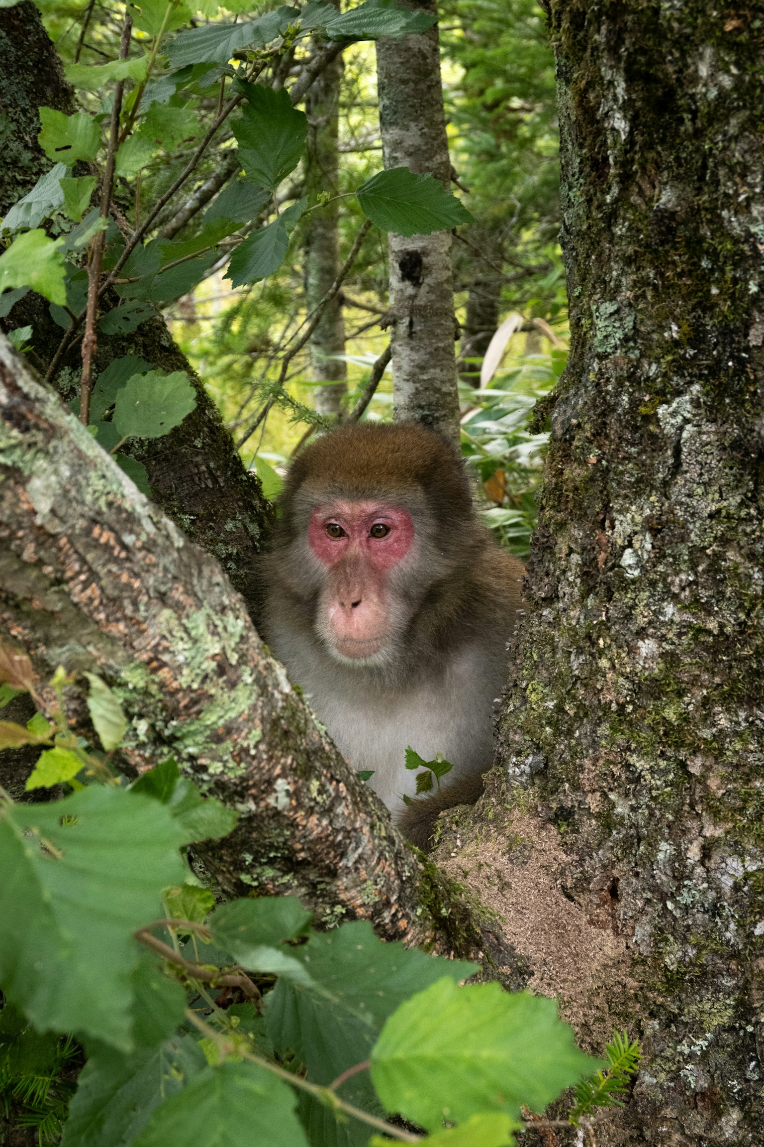Singe regardant à travers les arbres dans une forêt
