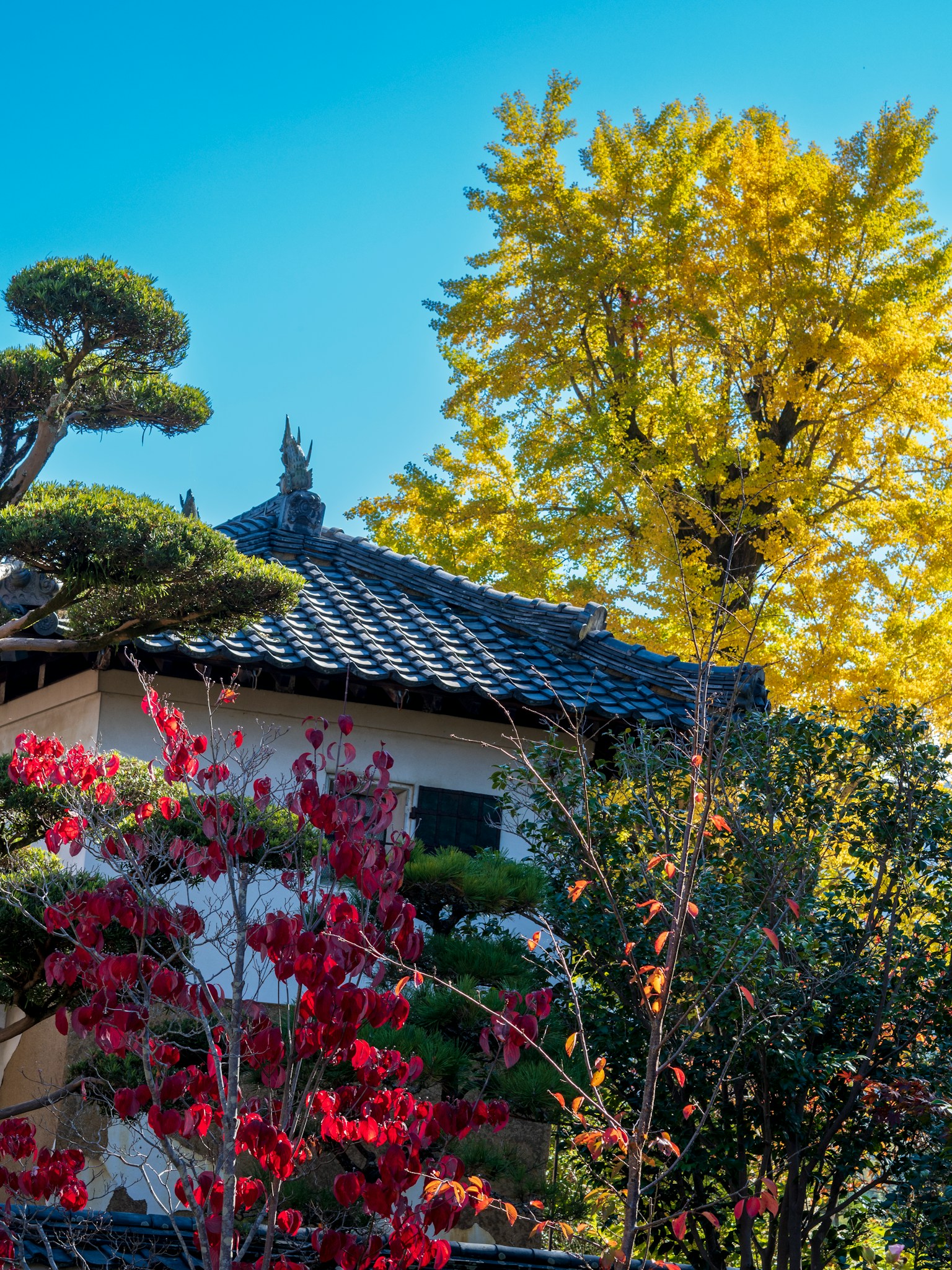 Jardin japonais pittoresque avec un feuillage d'automne vibrant et des arbres jaunes