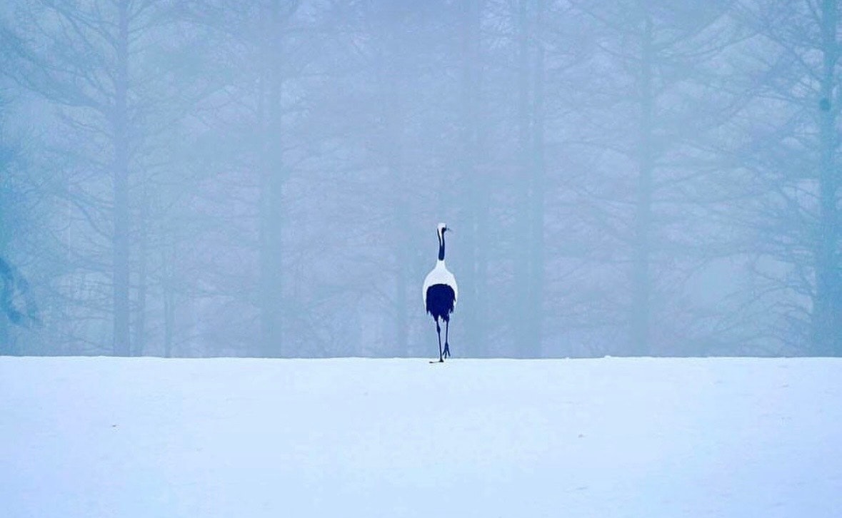 霧の森の雪原を歩く一人の人物