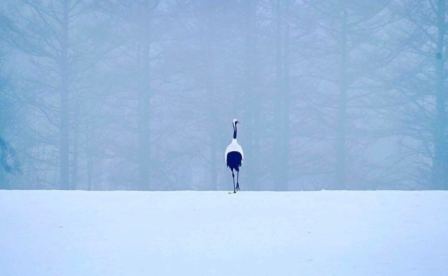 A silhouette of a crane standing in white snow