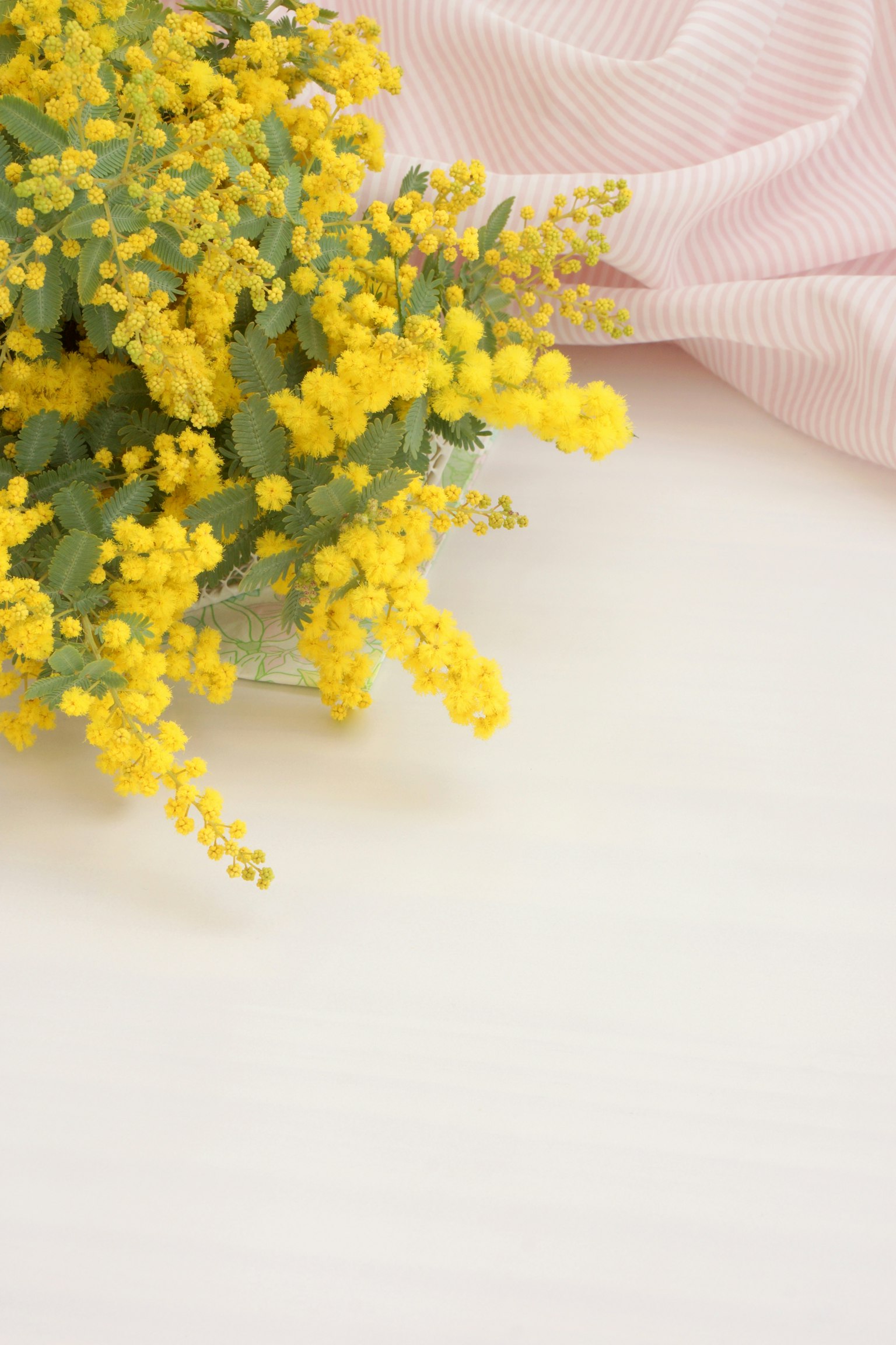Un ramo de flores de mimosa amarillas con una tela rosa suave
