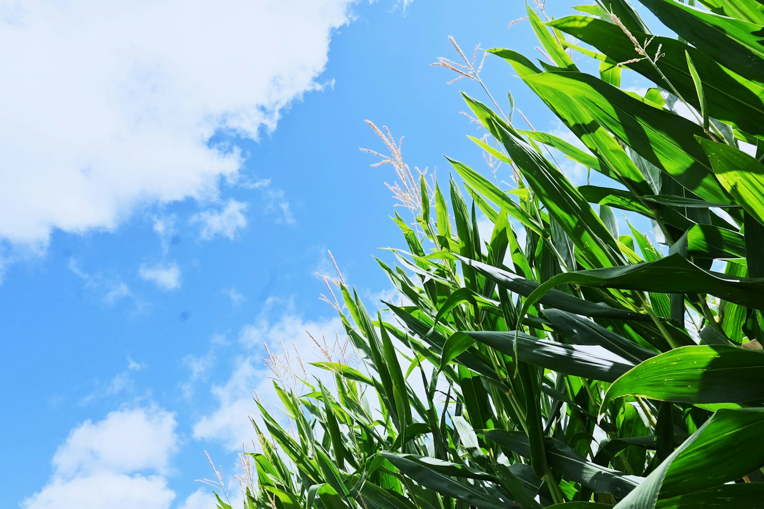 Cornfield with lush green plants under a blue sky