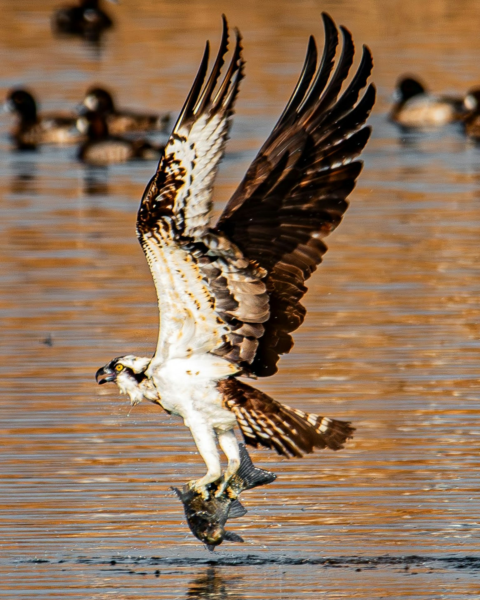 Dynamic flight of an osprey catching fish from the water