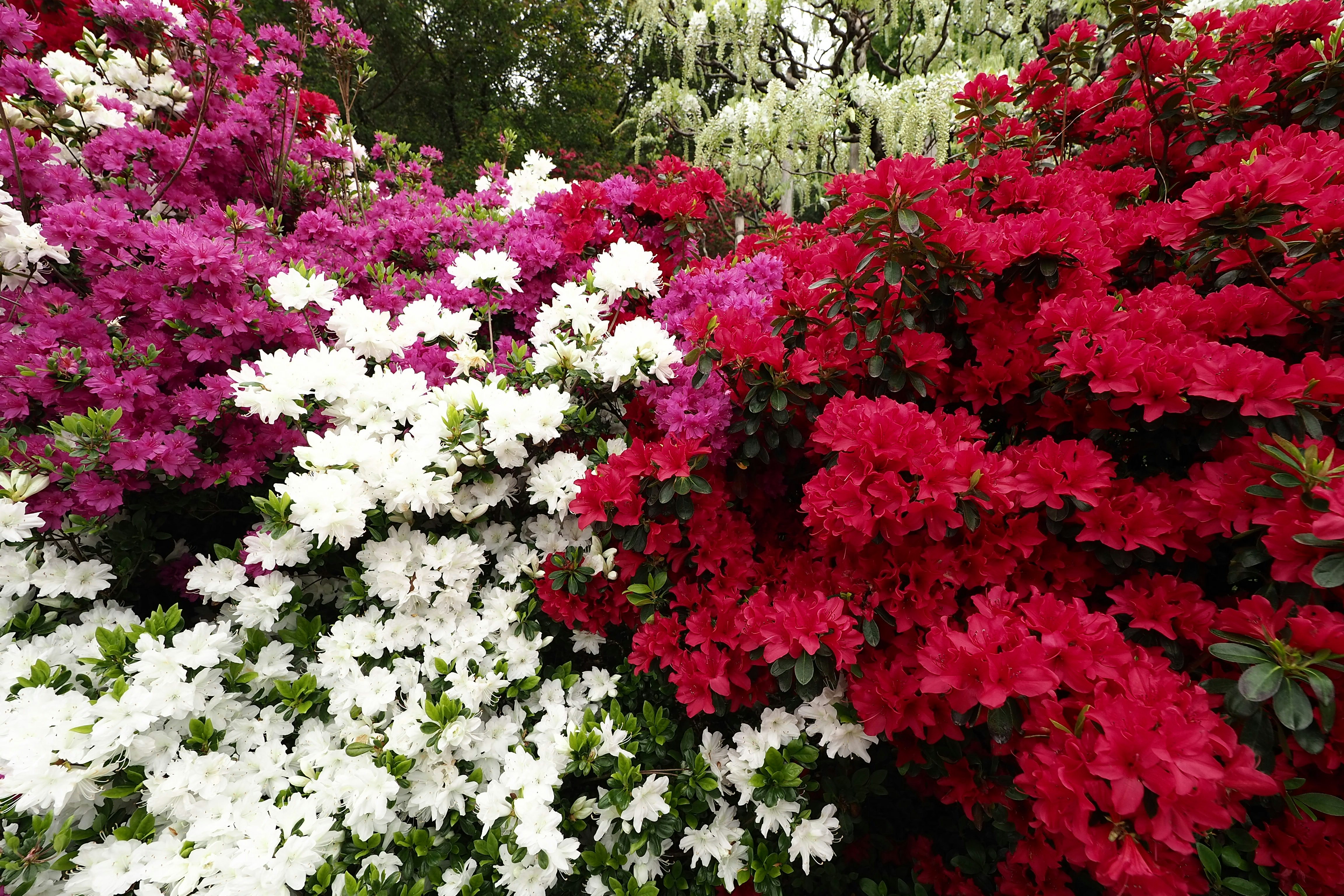 色とりどりの花が密に咲く花壇