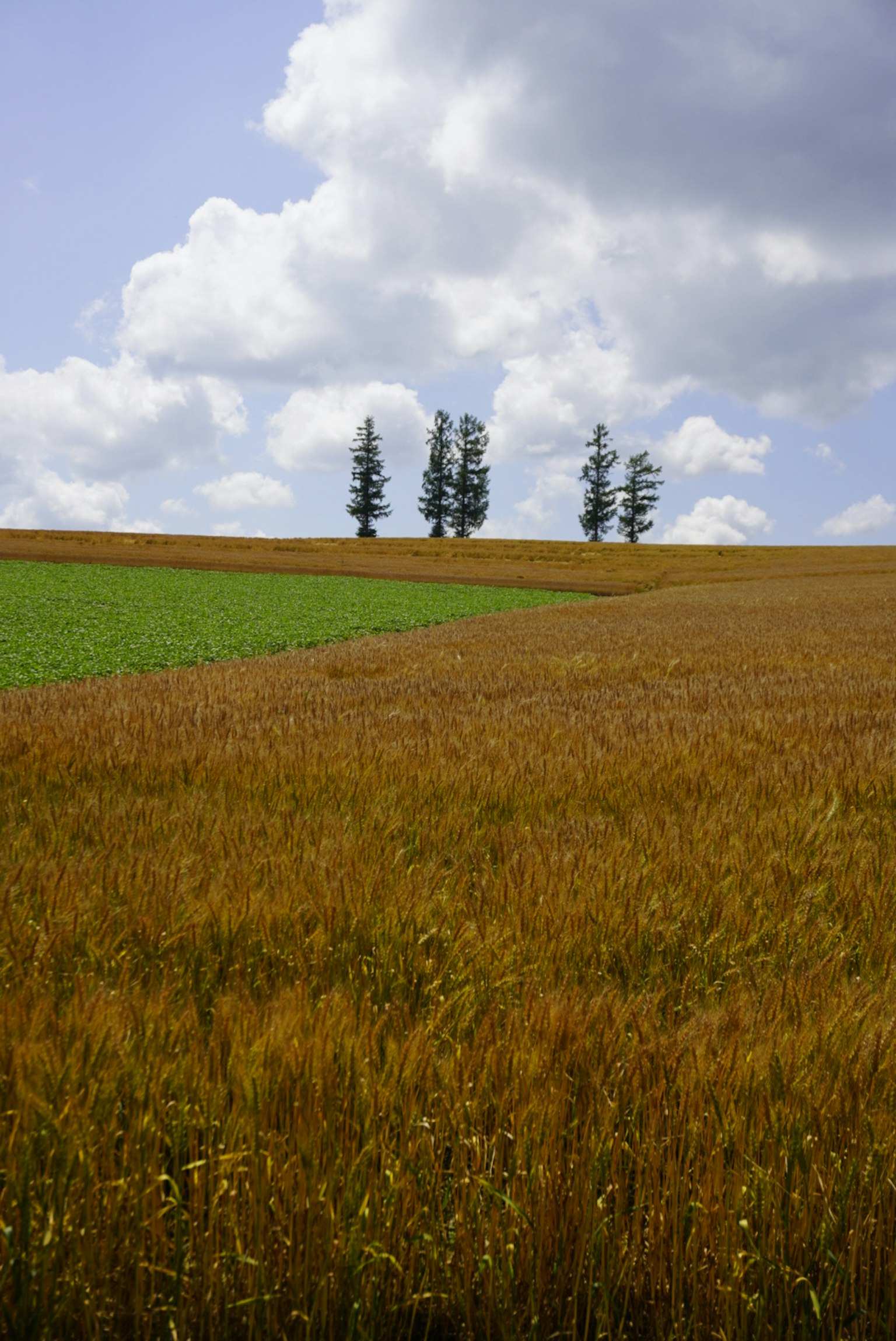 Paysage avec des champs de blé doré et une zone d'herbe verte sous un ciel bleu avec des nuages blancs