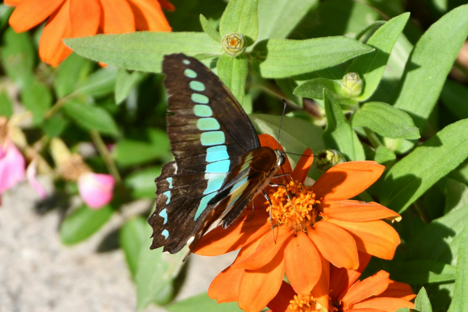 Ein schöner Schmetterling mit blauen Mustern, der auf einer orangefarbenen Blume sitzt