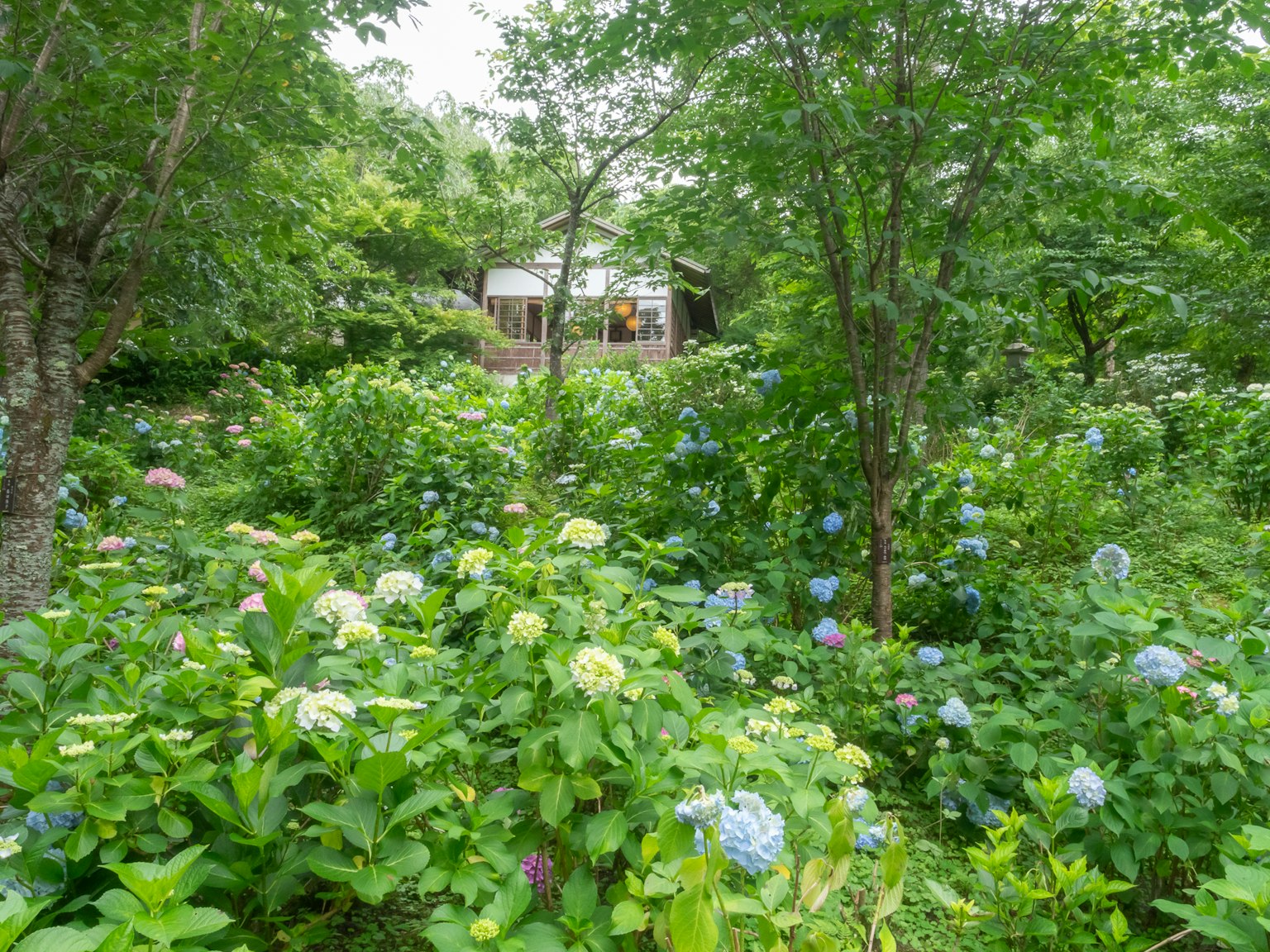 Pemandangan taman subur dengan bunga hortensia biru dan pohon-pohon