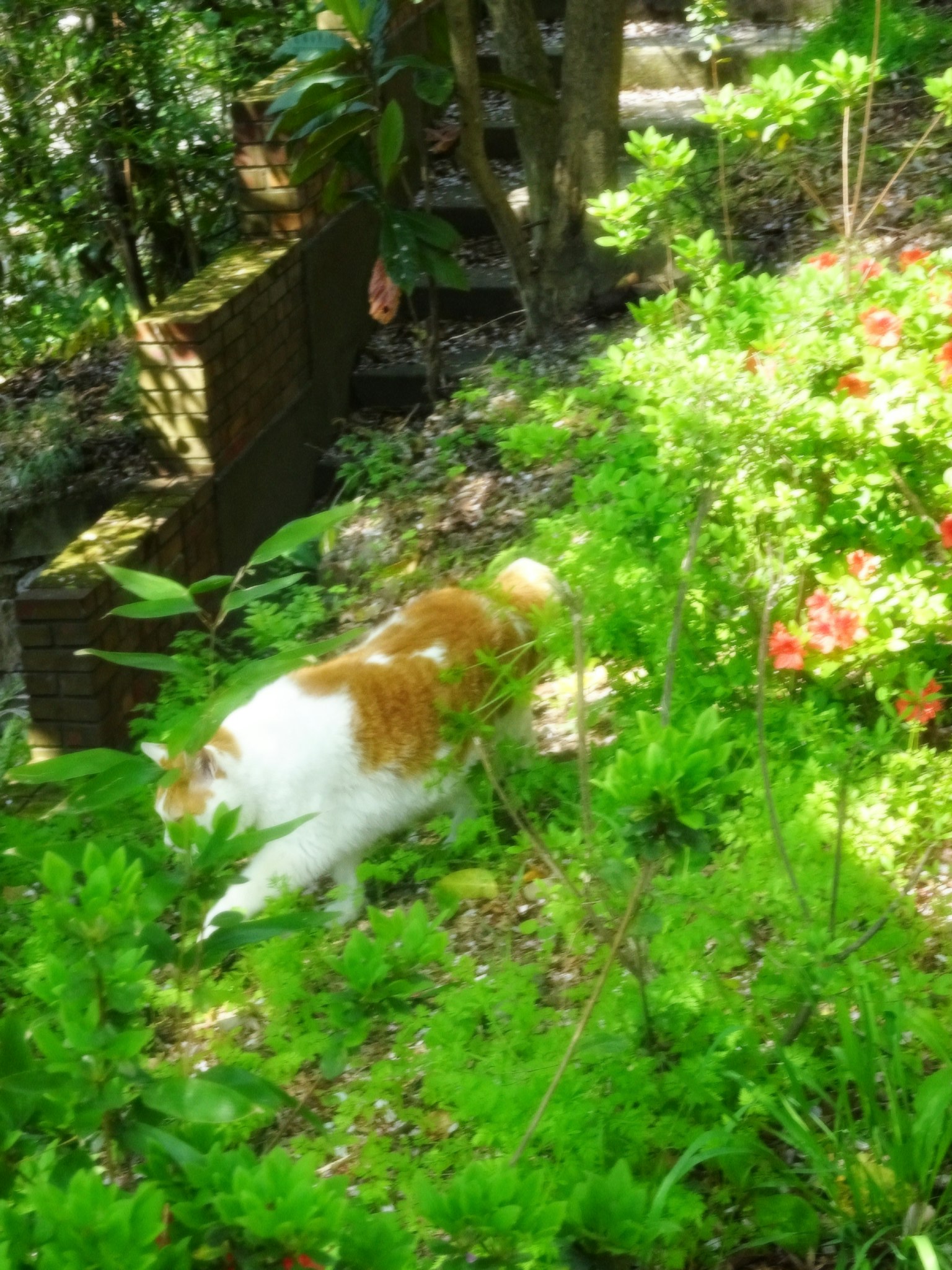 Kucing jingga dan putih yang berjalan di taman yang subur
