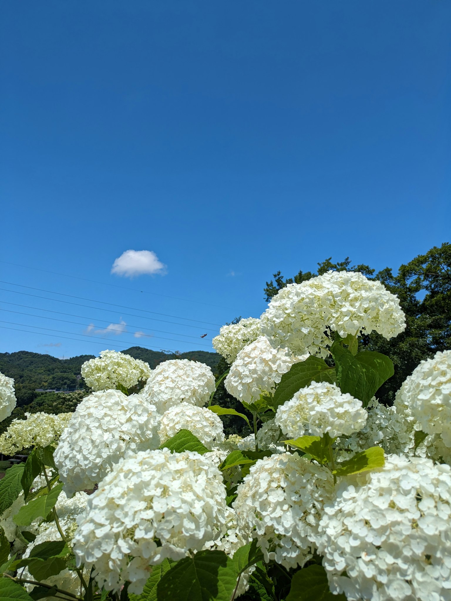 photo-j6Kaf1k5jXX1ddFR9n2l-image