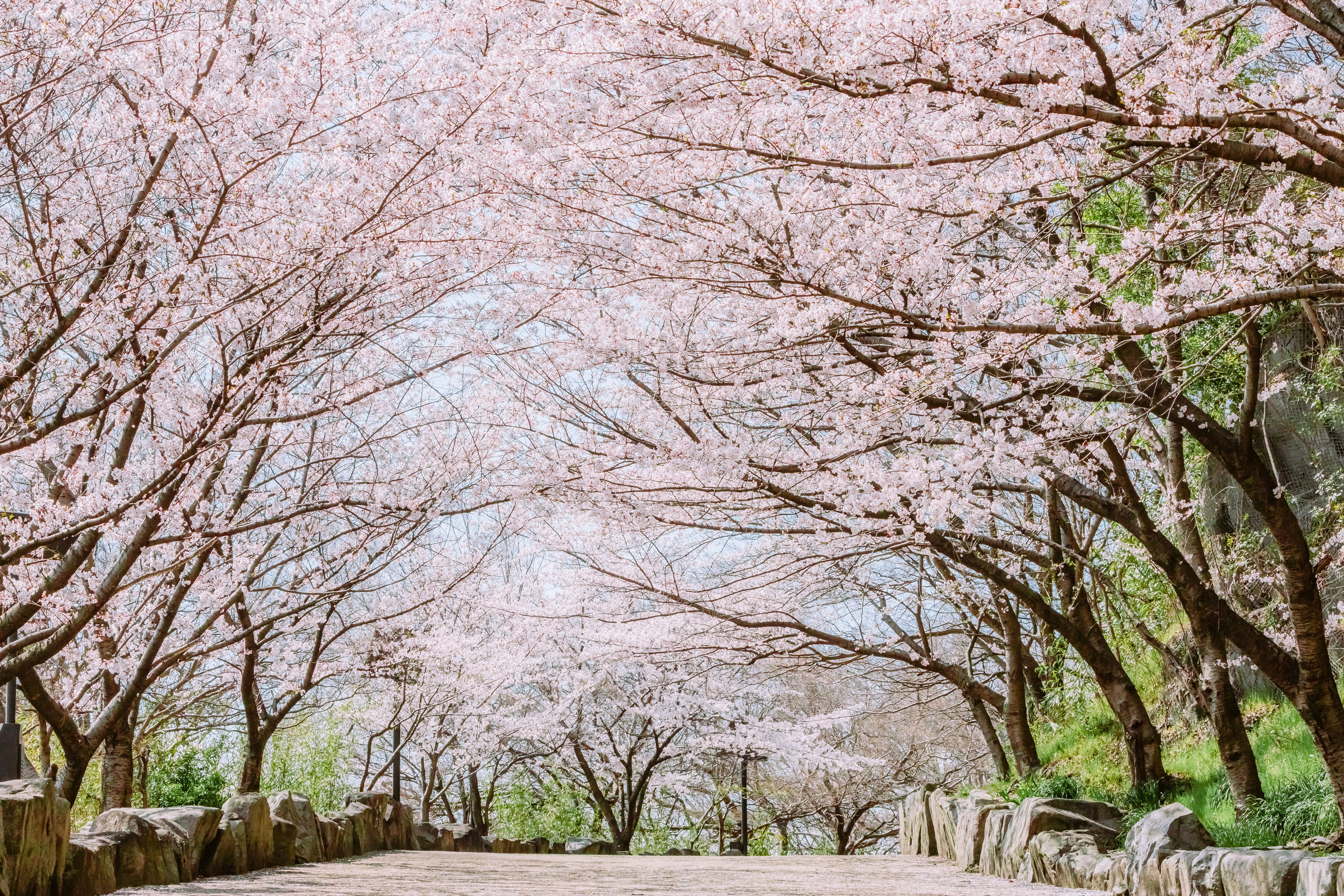 桜並木の続く遊歩道と満開の花