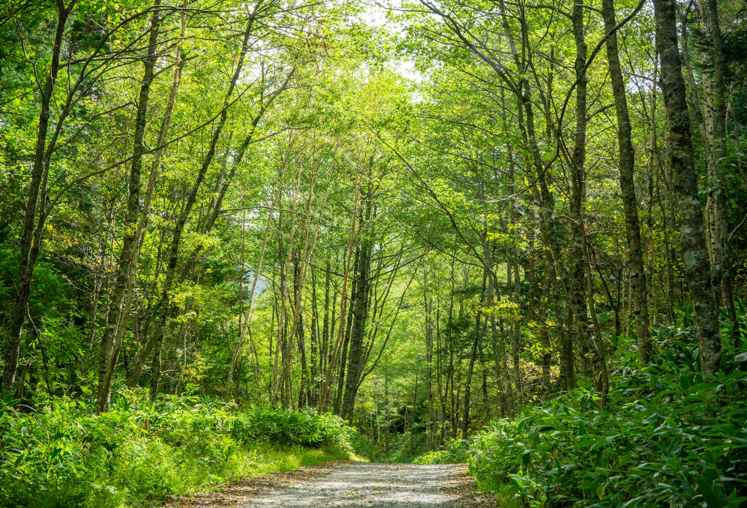 A lush green pathway surrounded by tall trees and vibrant foliage