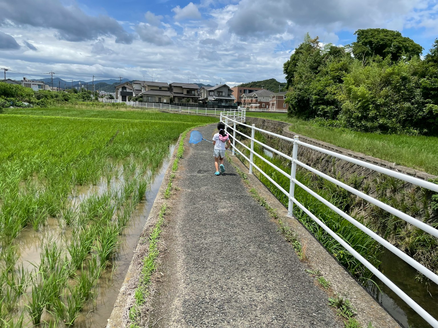 Trẻ em đi dạo trên con đường bên cạnh cánh đồng lúa xanh