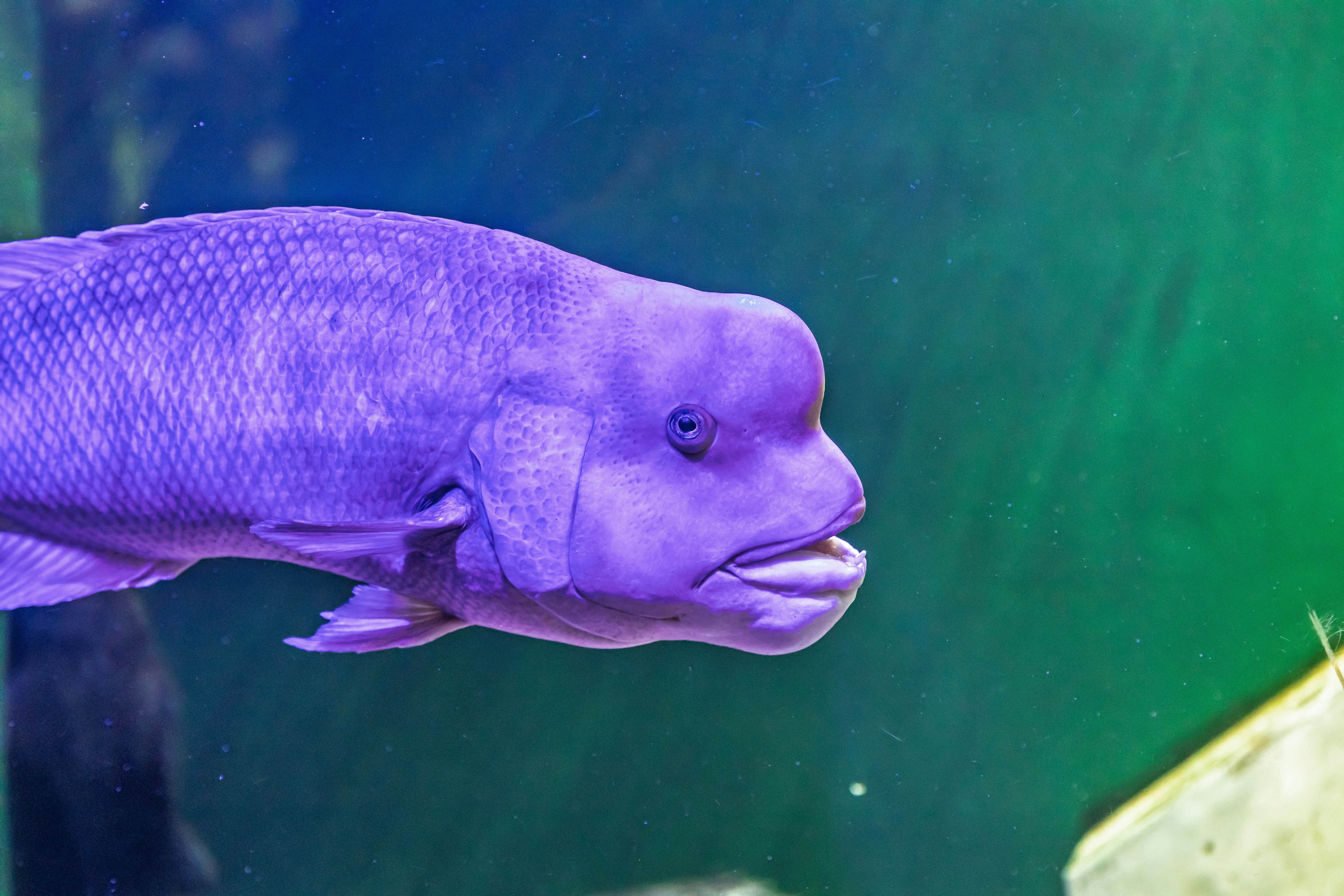 水族箱裡游動的紫色魚