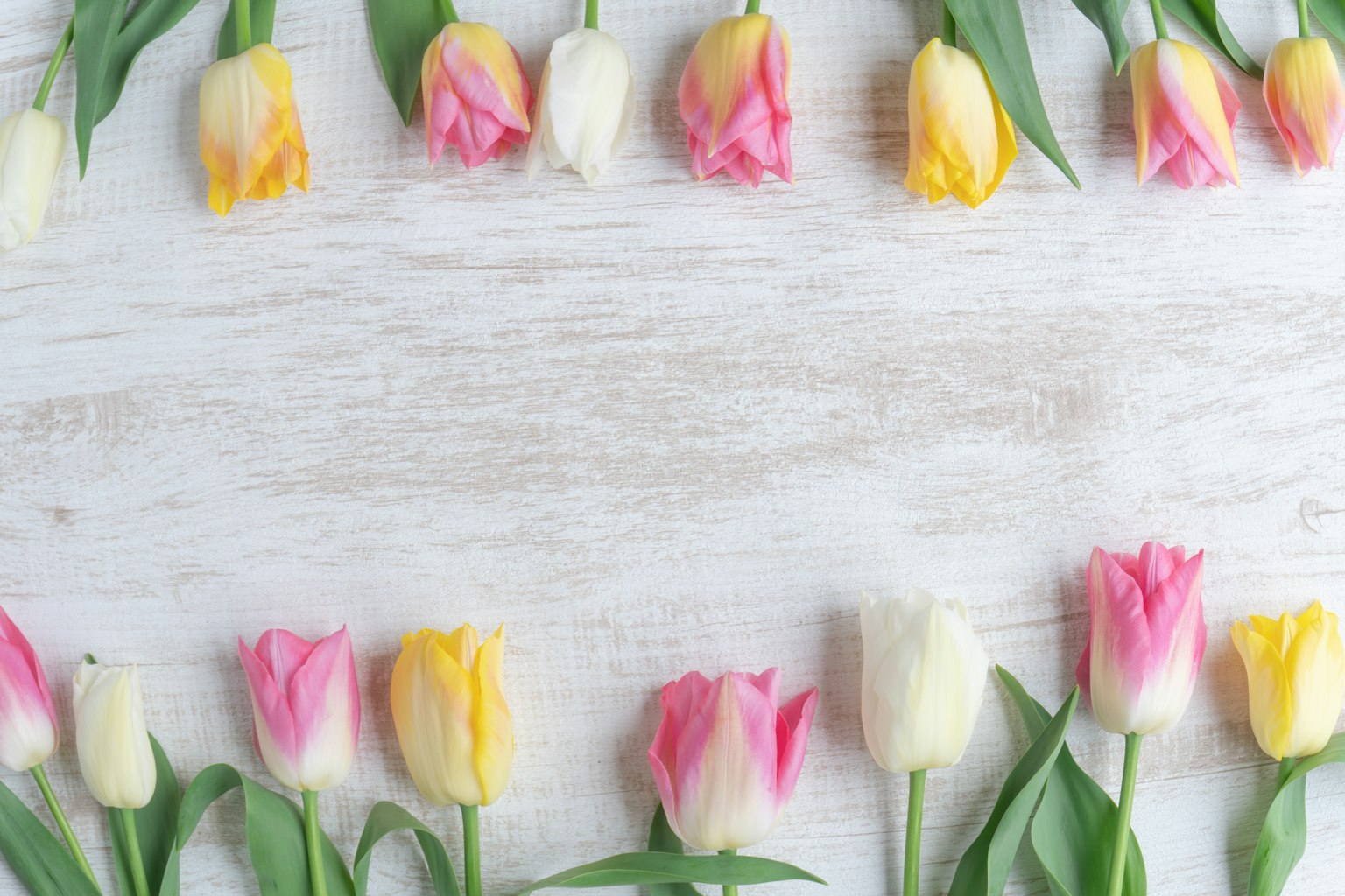 Tulipes colorées disposées sur une table en bois blanc