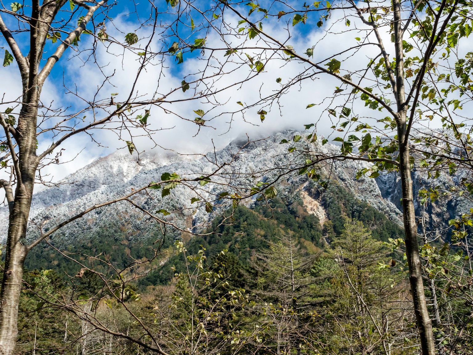 前景中的树木与雪山和蓝天