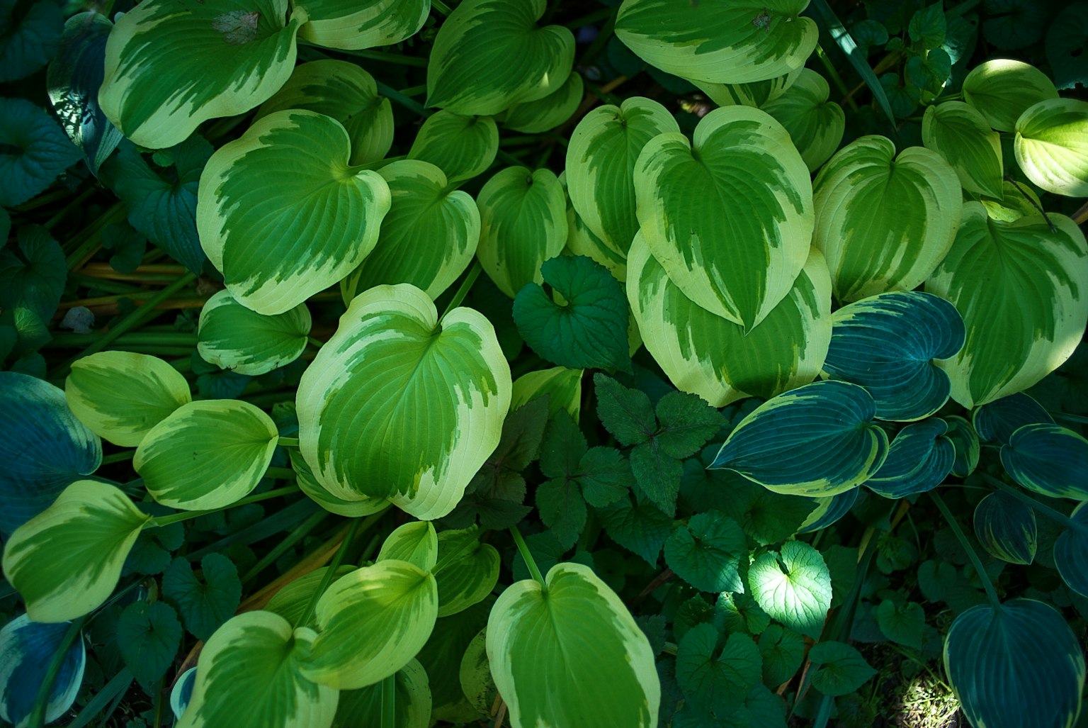 Hosta plant with green and cream colored leaves