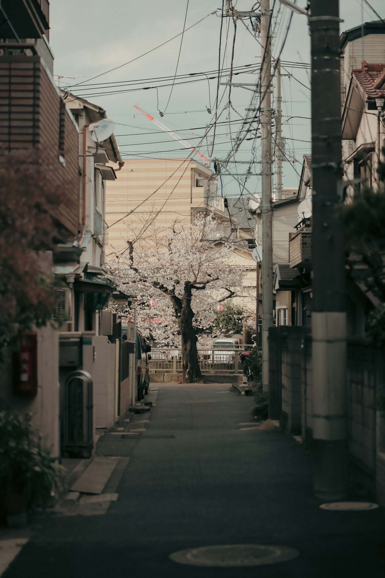 Gang sepi dengan pohon sakura dan kabel listrik