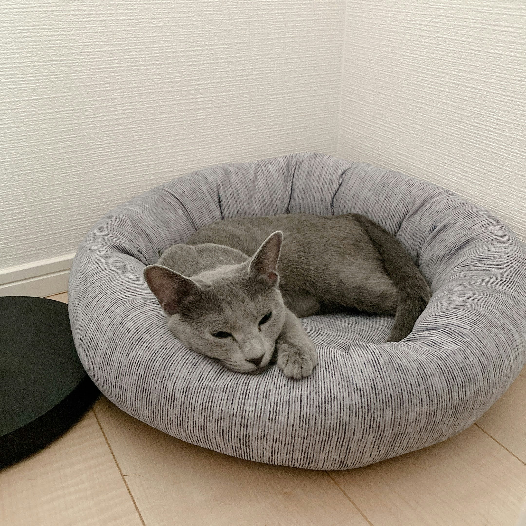 丸いベッドで眠るグレーの猫