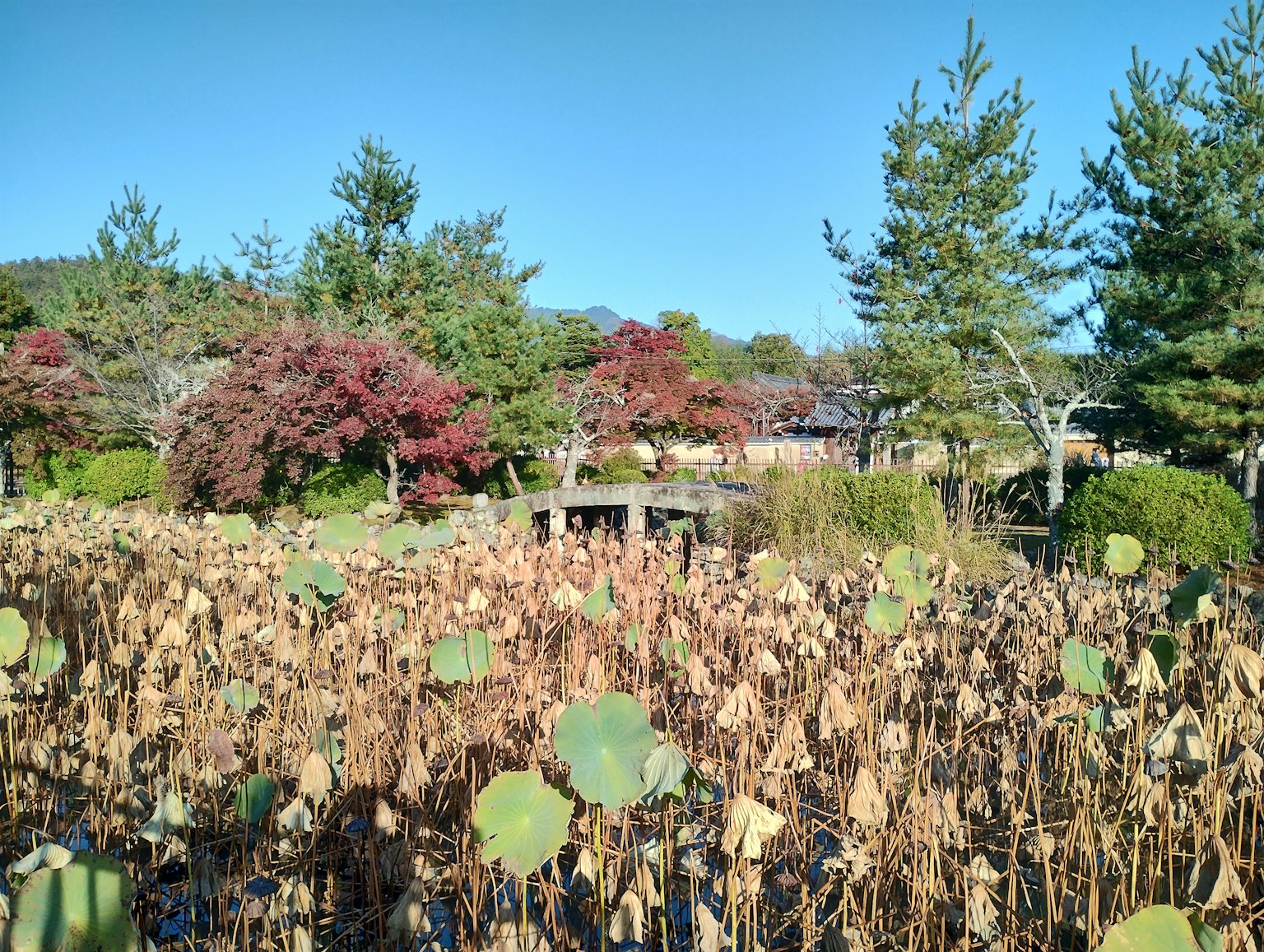 Paisaje con hojas de loto y tallos secos rodeados de árboles coloridos