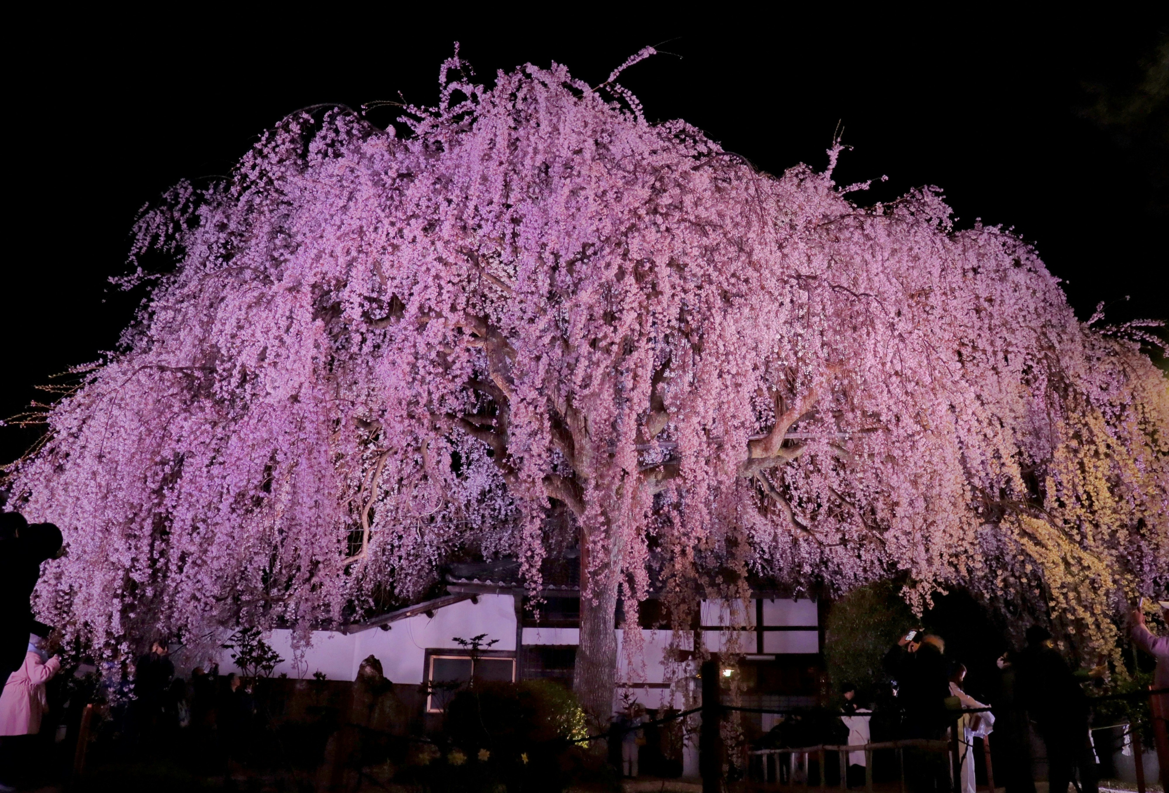 lit cherry blossom trees at night