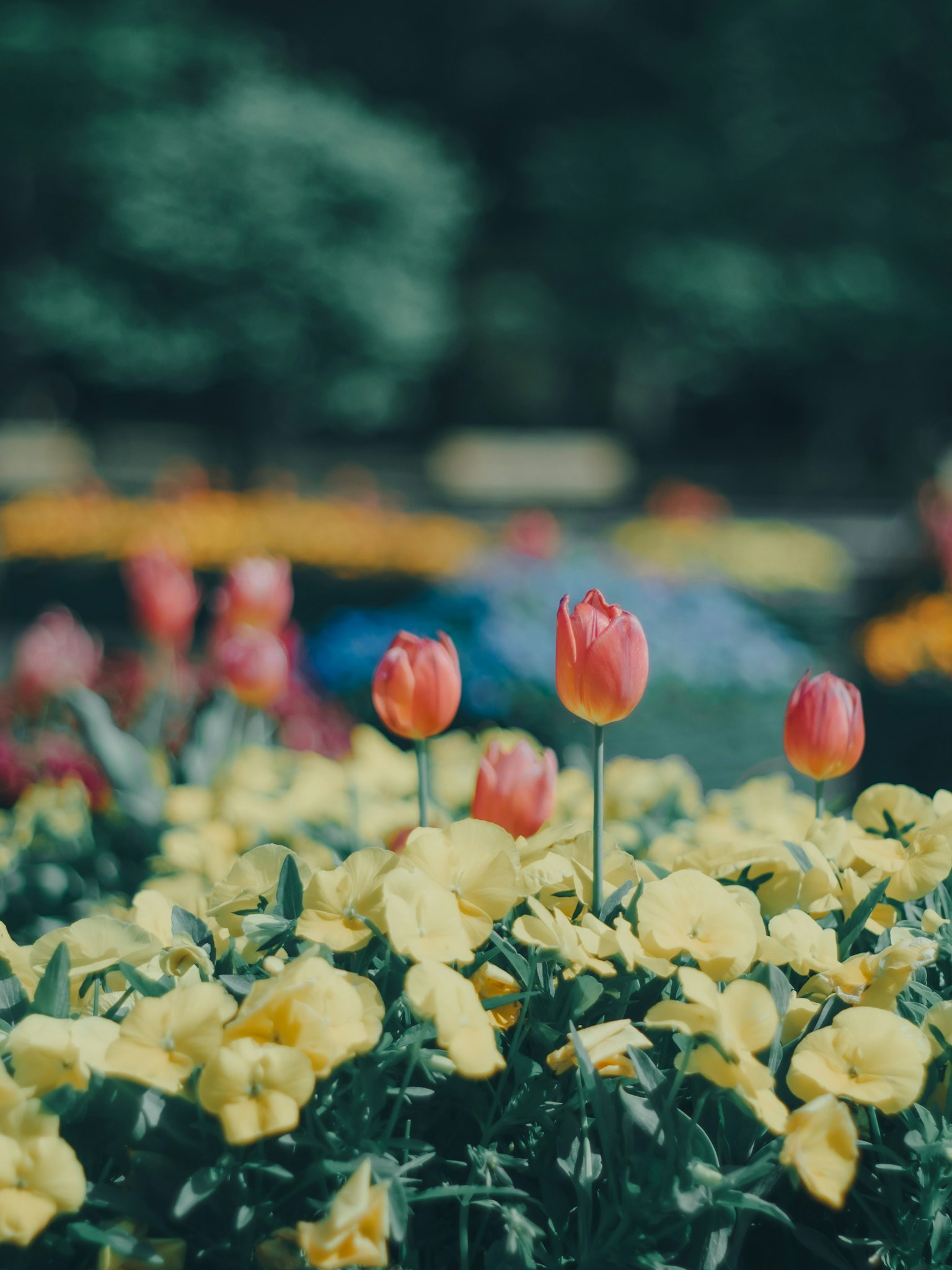 Kedekatan tulip berwarna-warni dan pansy kuning di kebun bunga