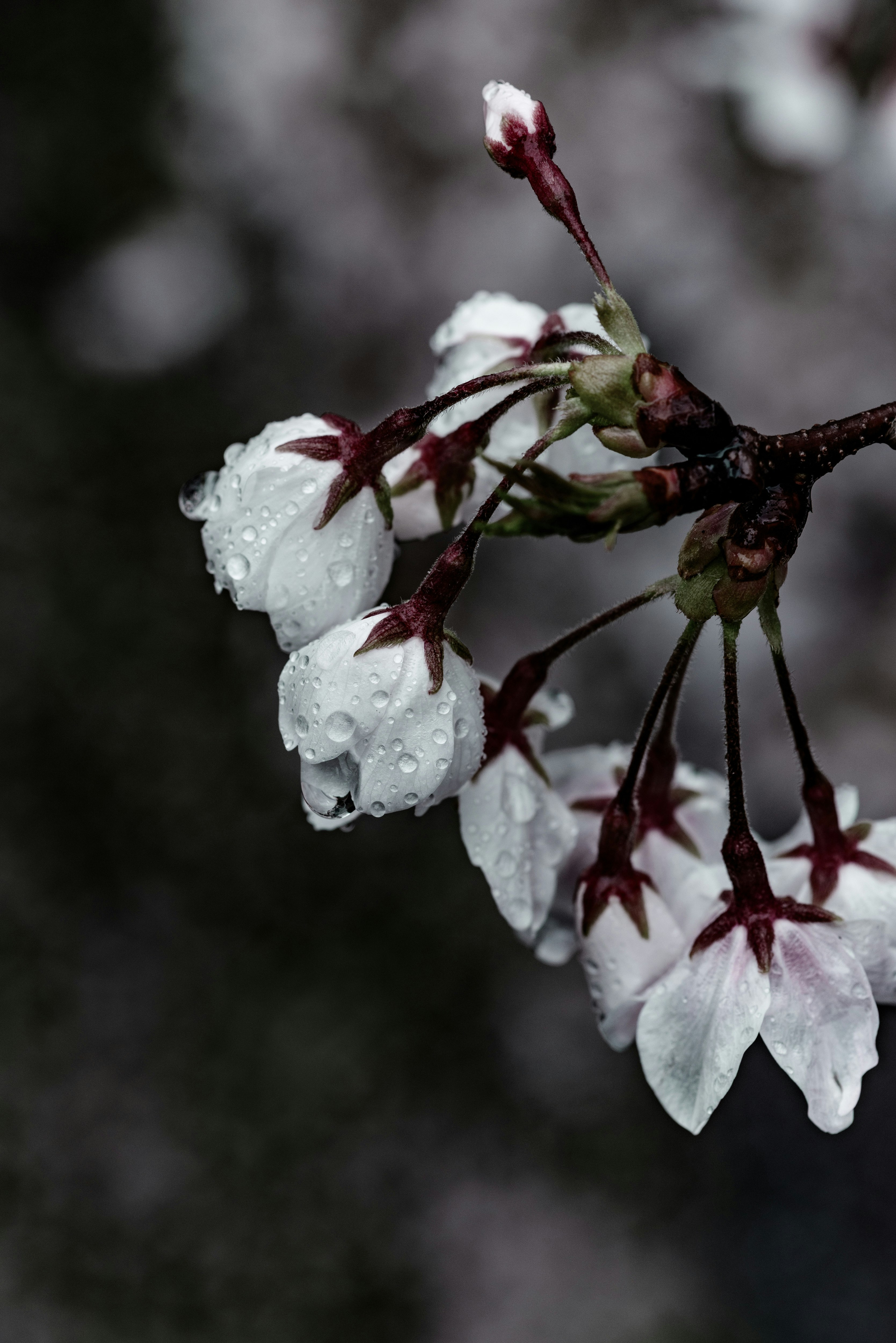 雨粒のついた桜の枝先
