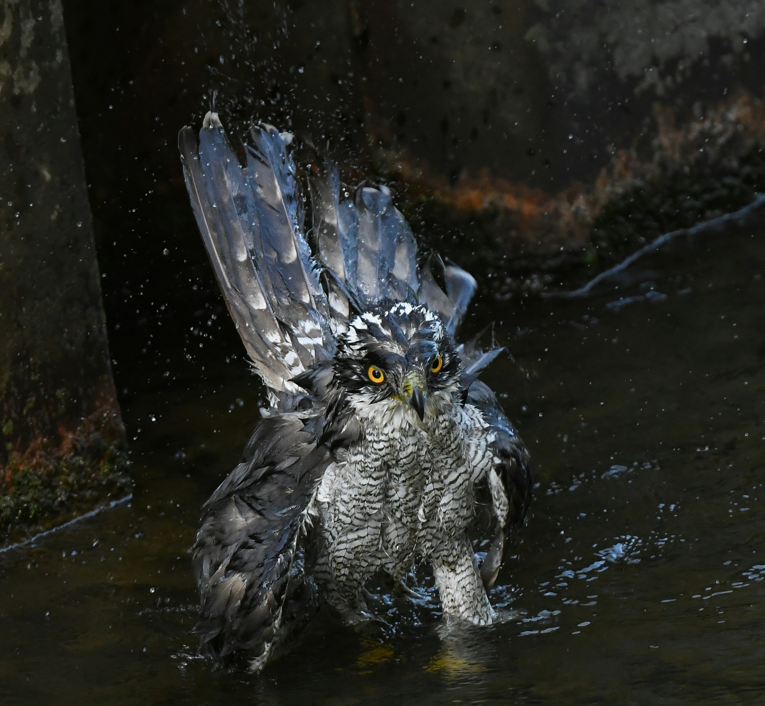 羽を広げて水しぶきを上げるオオタカ