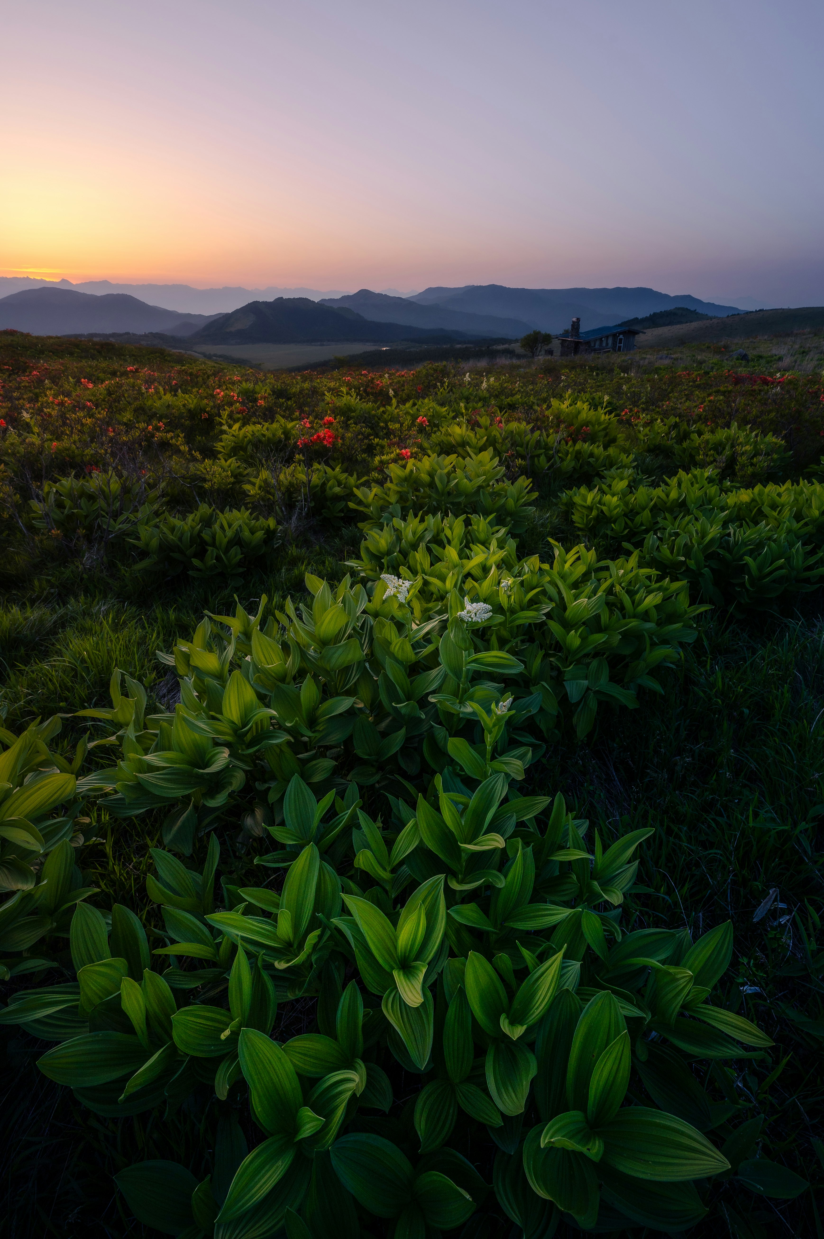 夕暮れの丘に広がる花畑と山並みの風景