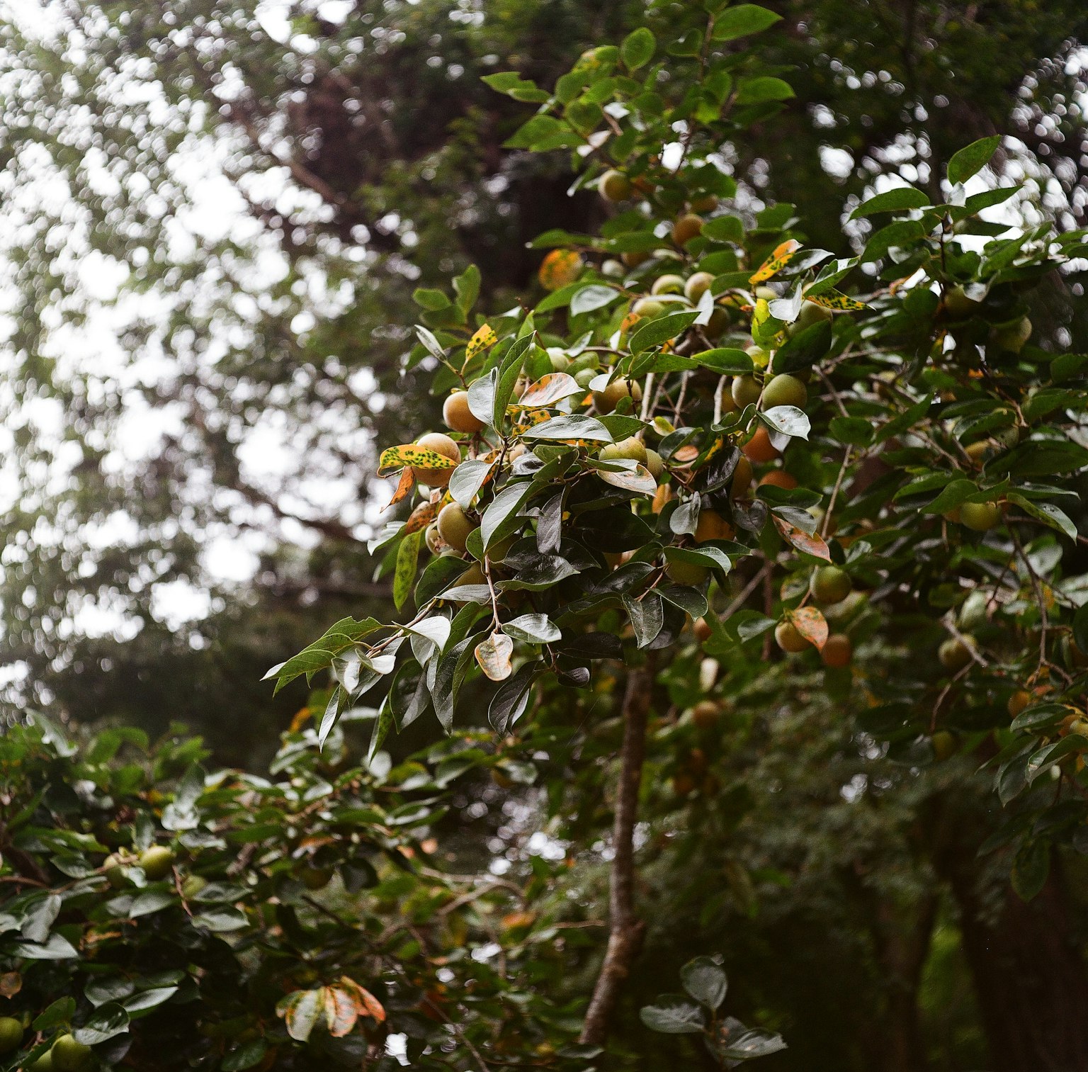 特寫樹枝上有綠色葉子和橙色水果