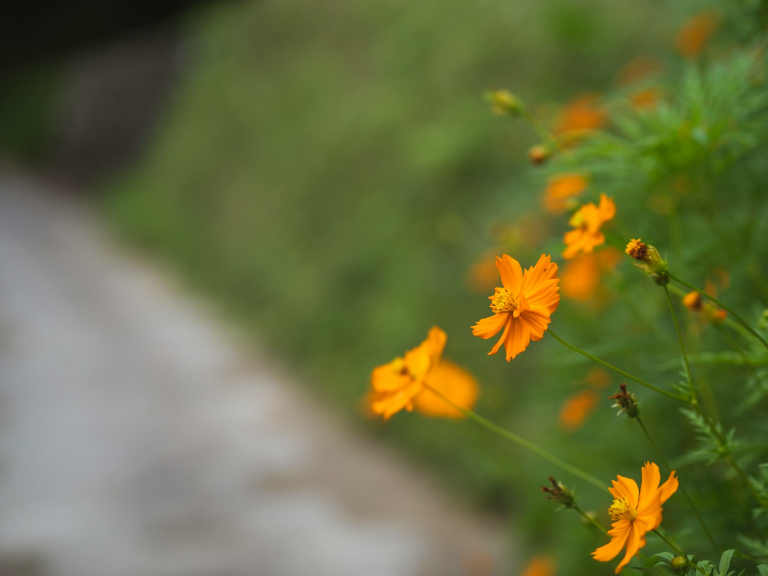 Fiori arancioni vivaci che fioriscono accanto a un sentiero con sfondo verde sfocato