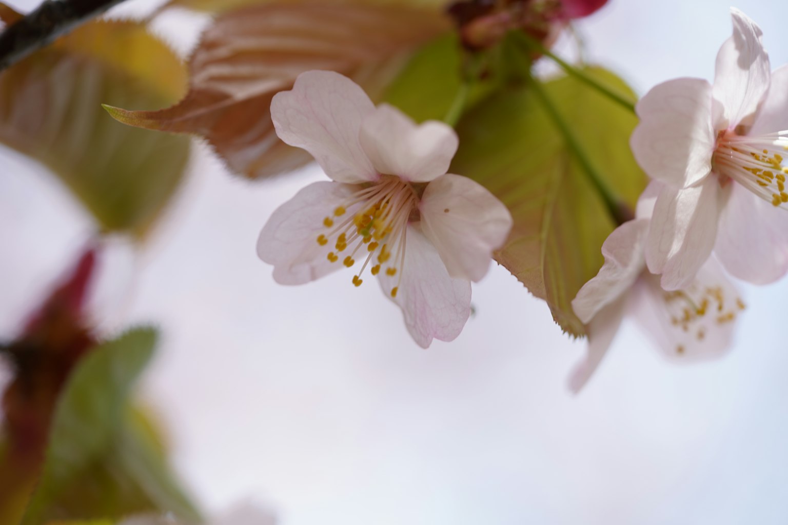 Image en gros plan de fleurs de cerisier et de feuilles